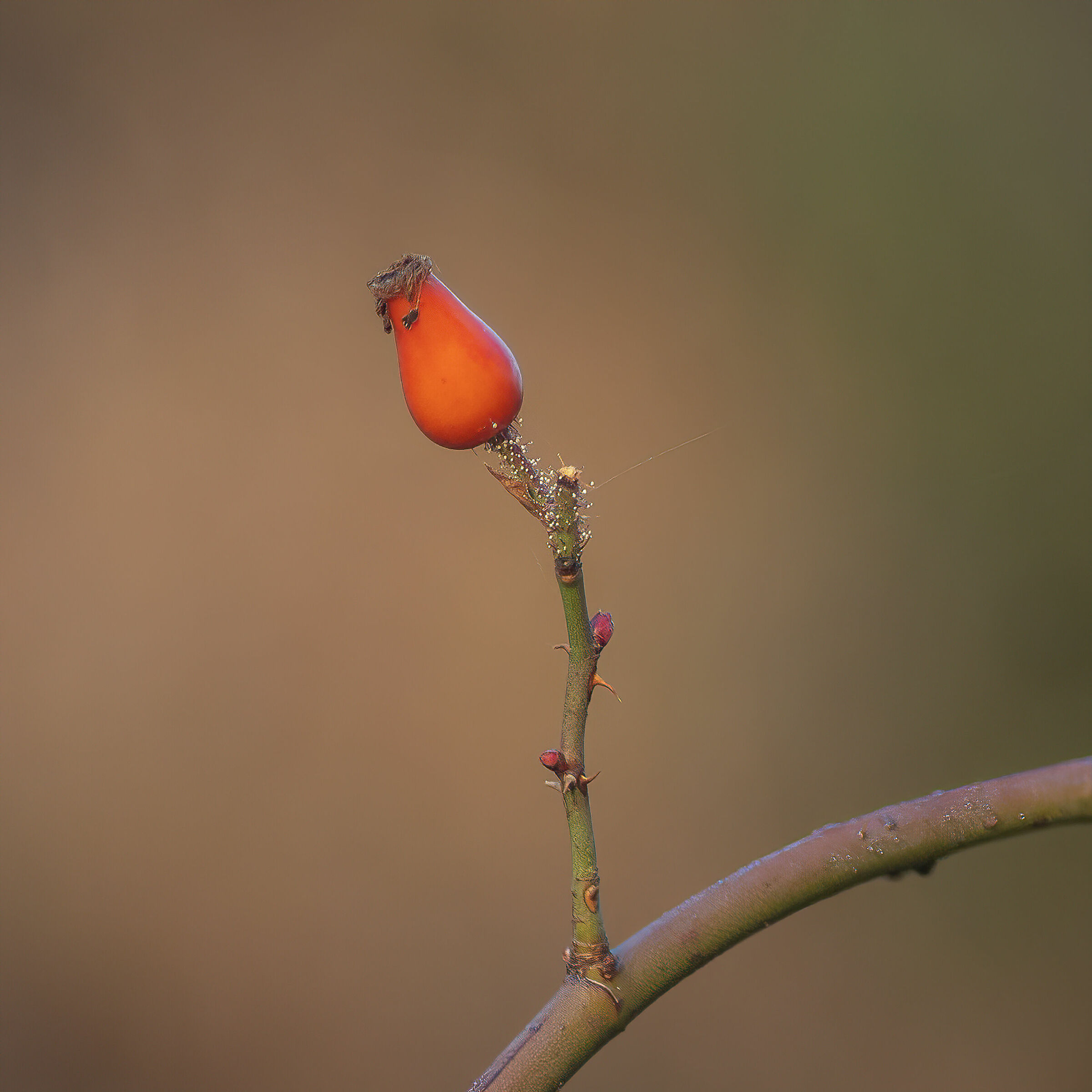 Cinorrodo di rosa canina