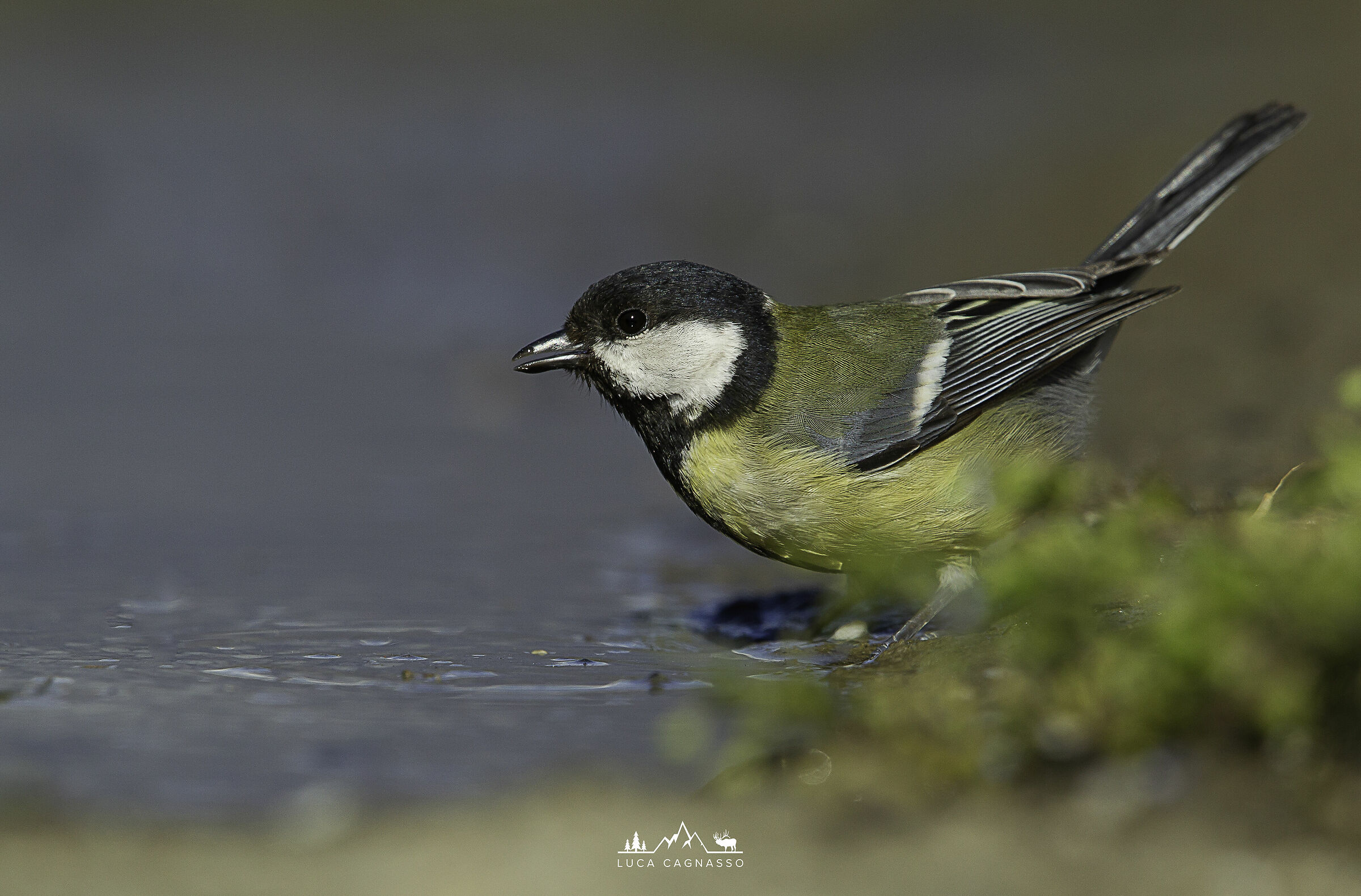 Cincia all'abbeverata