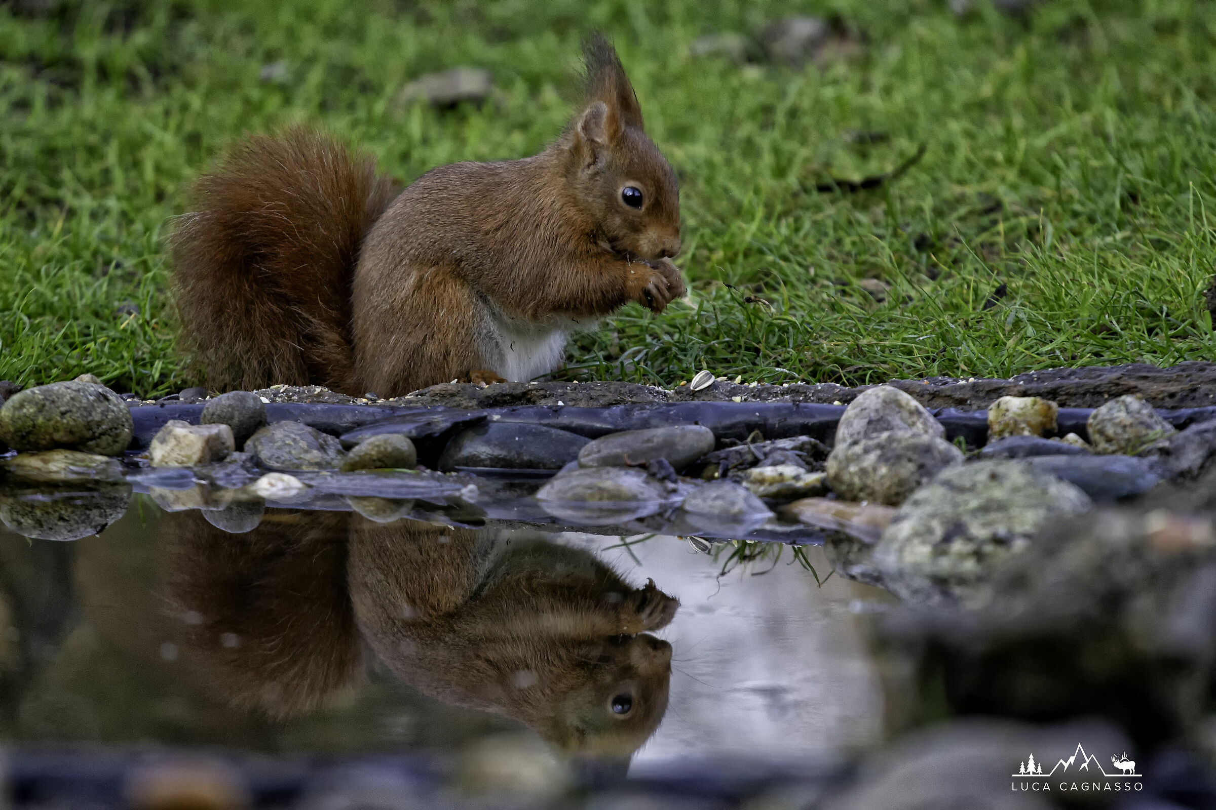 Squirrel 01
