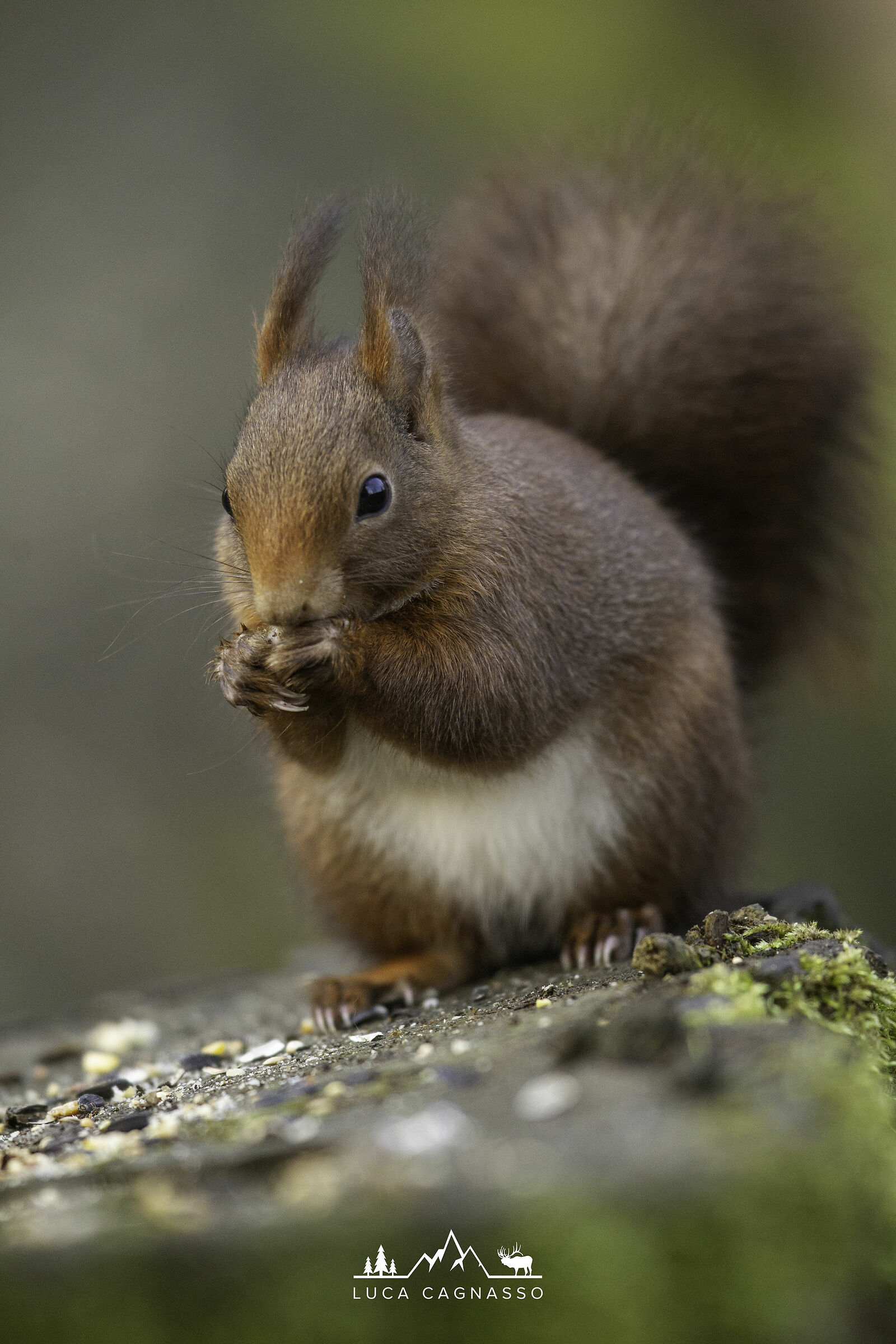 Squirrel 02