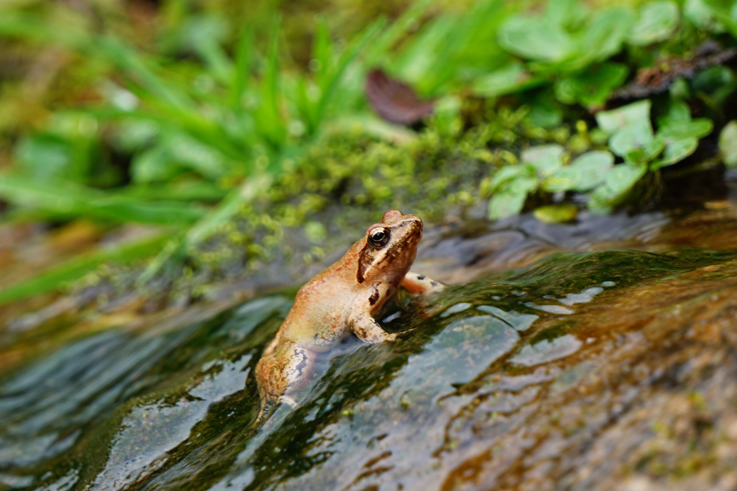 rana italica