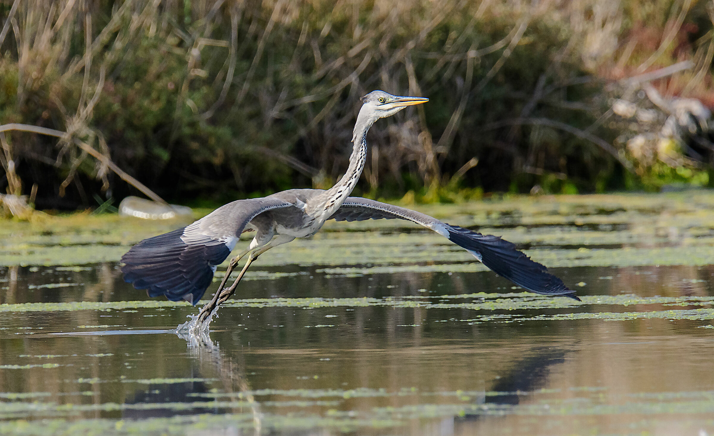 Gray heron