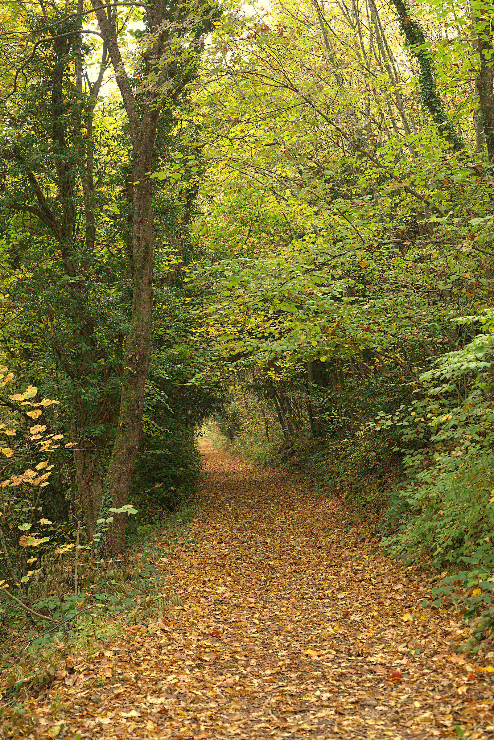 Autumn forest