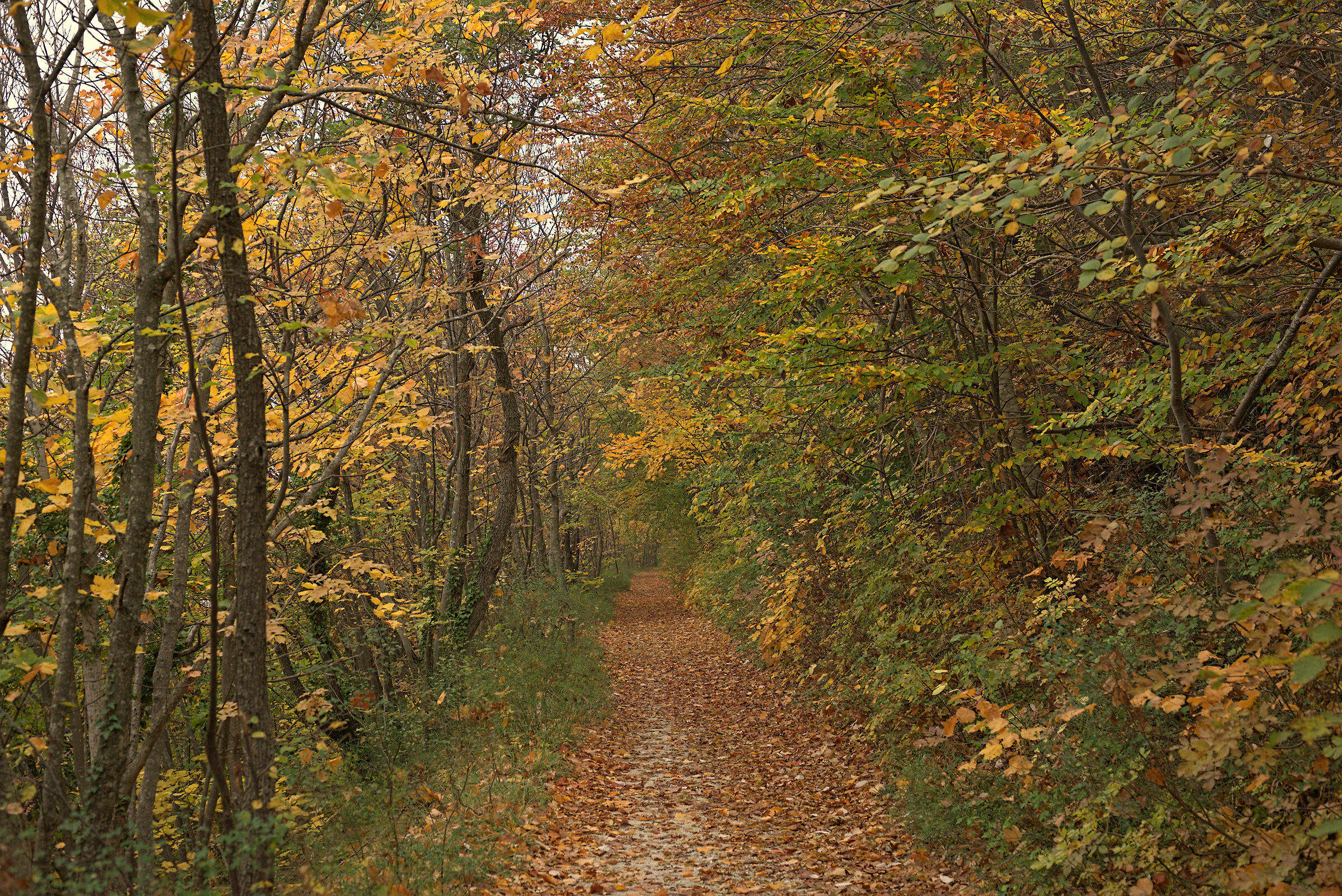 Autumn forest