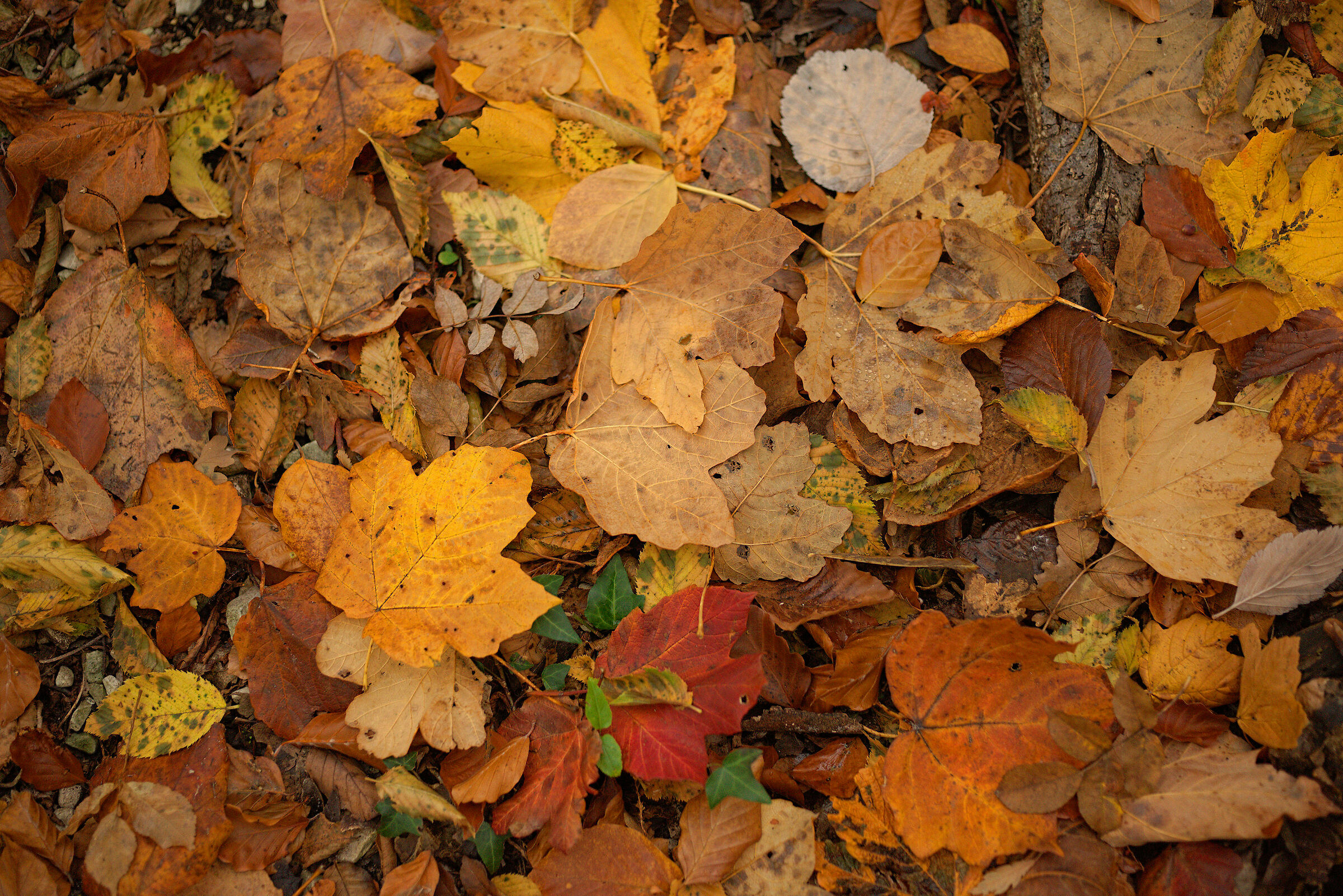 Leaf litter