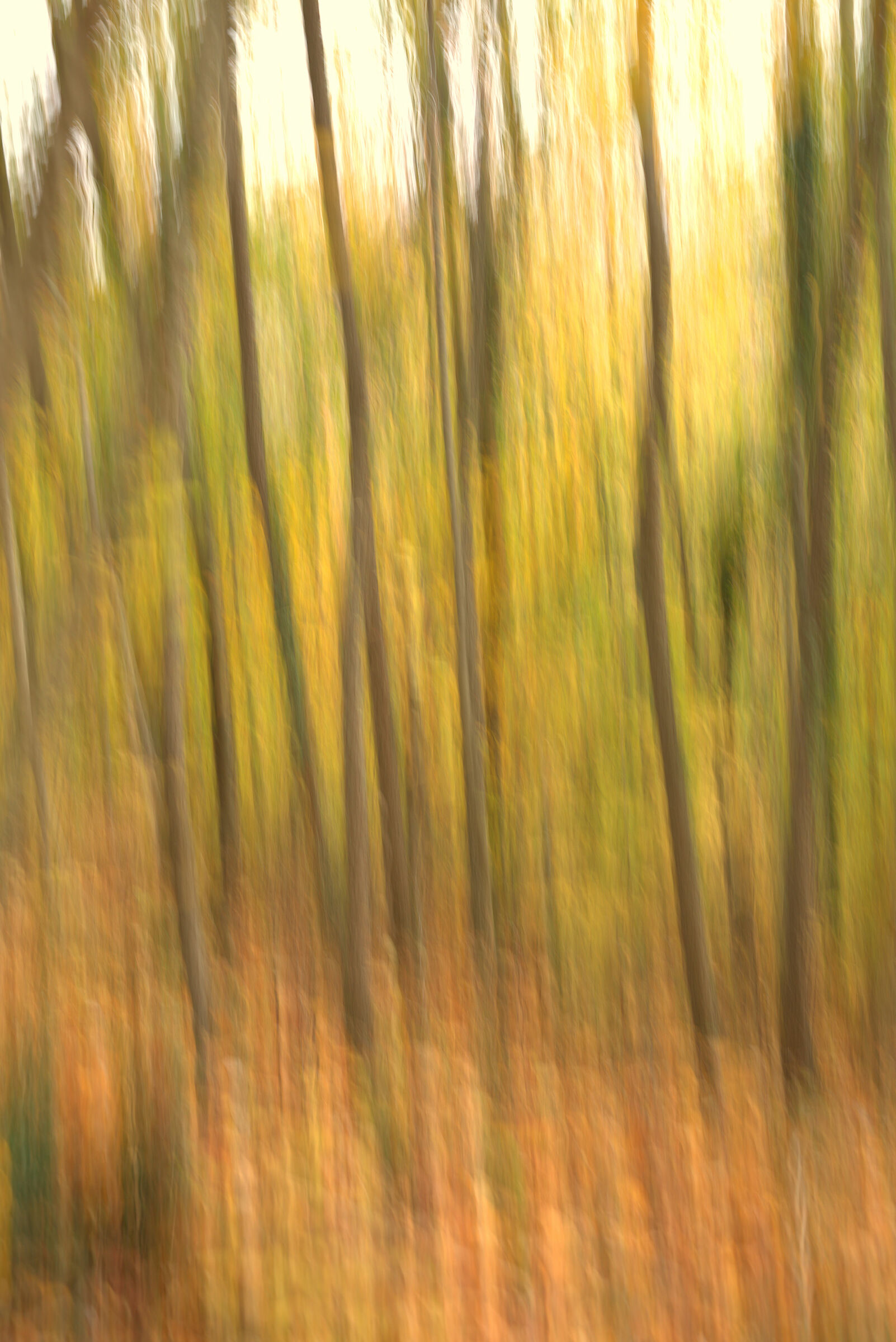 Autumn forest