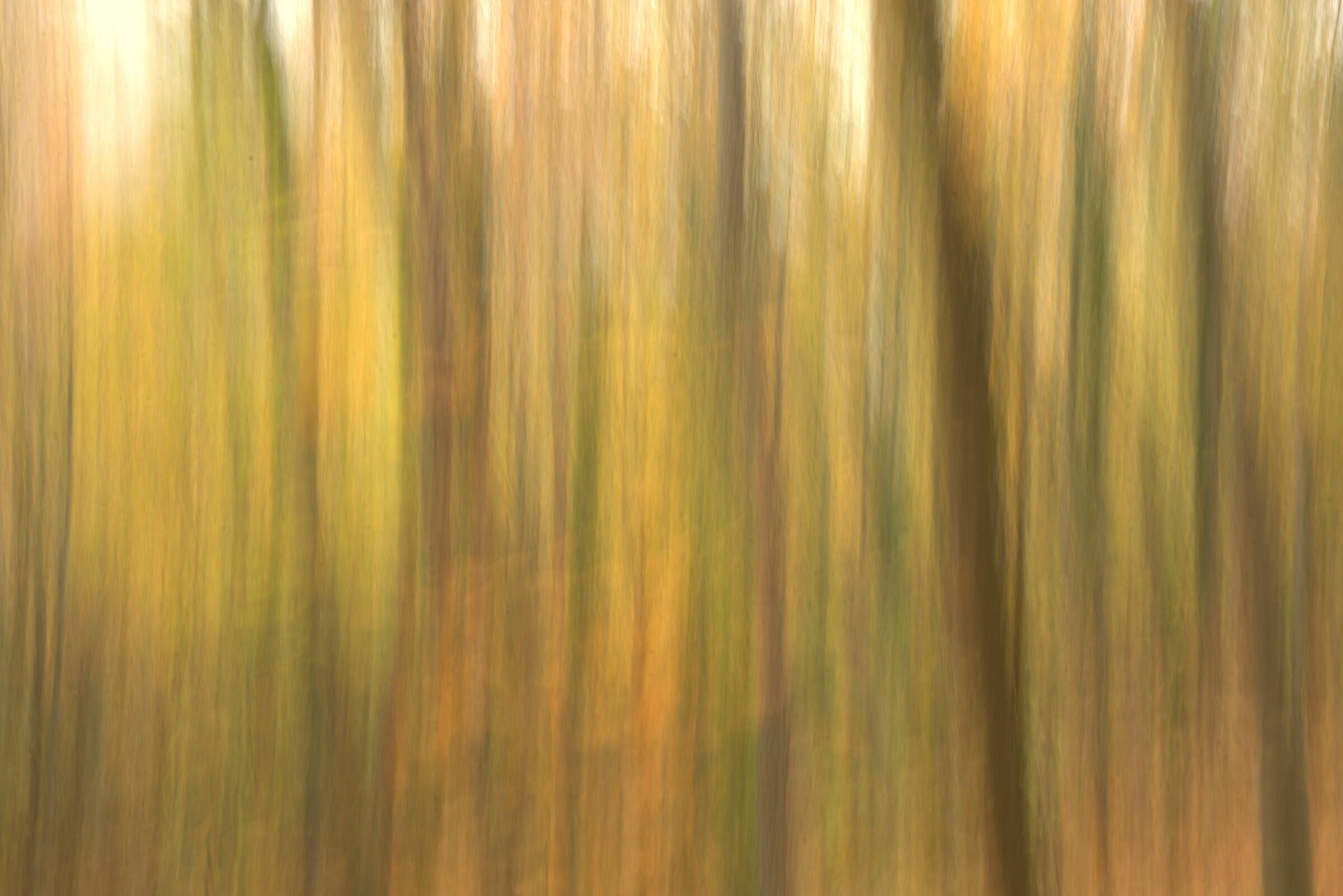 Autumn forest