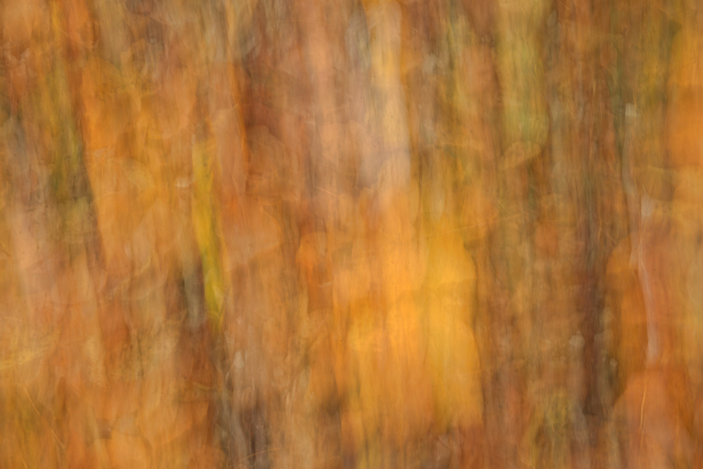 Autumn forest