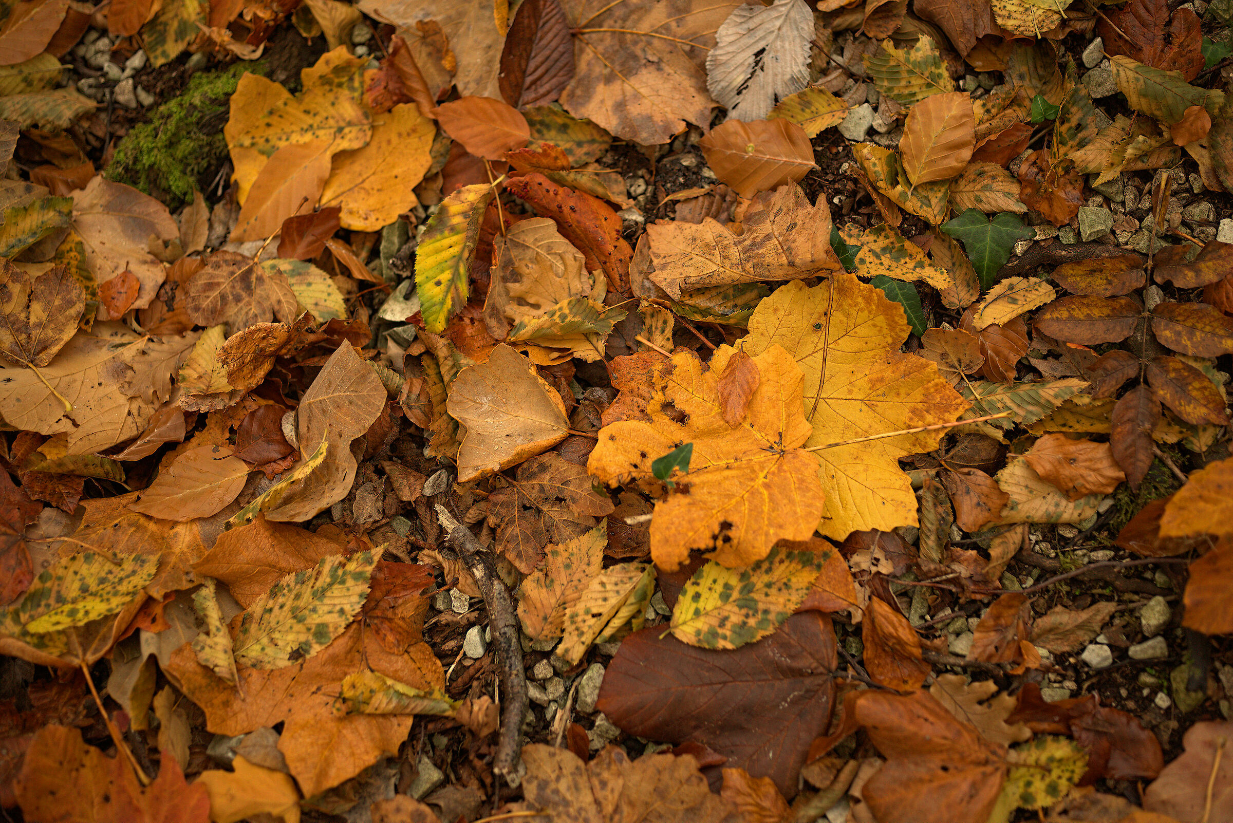 Leaf litter