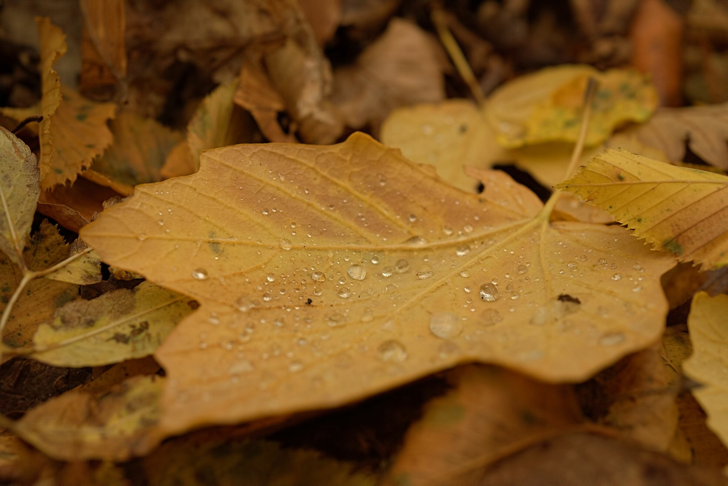 Leaf litter