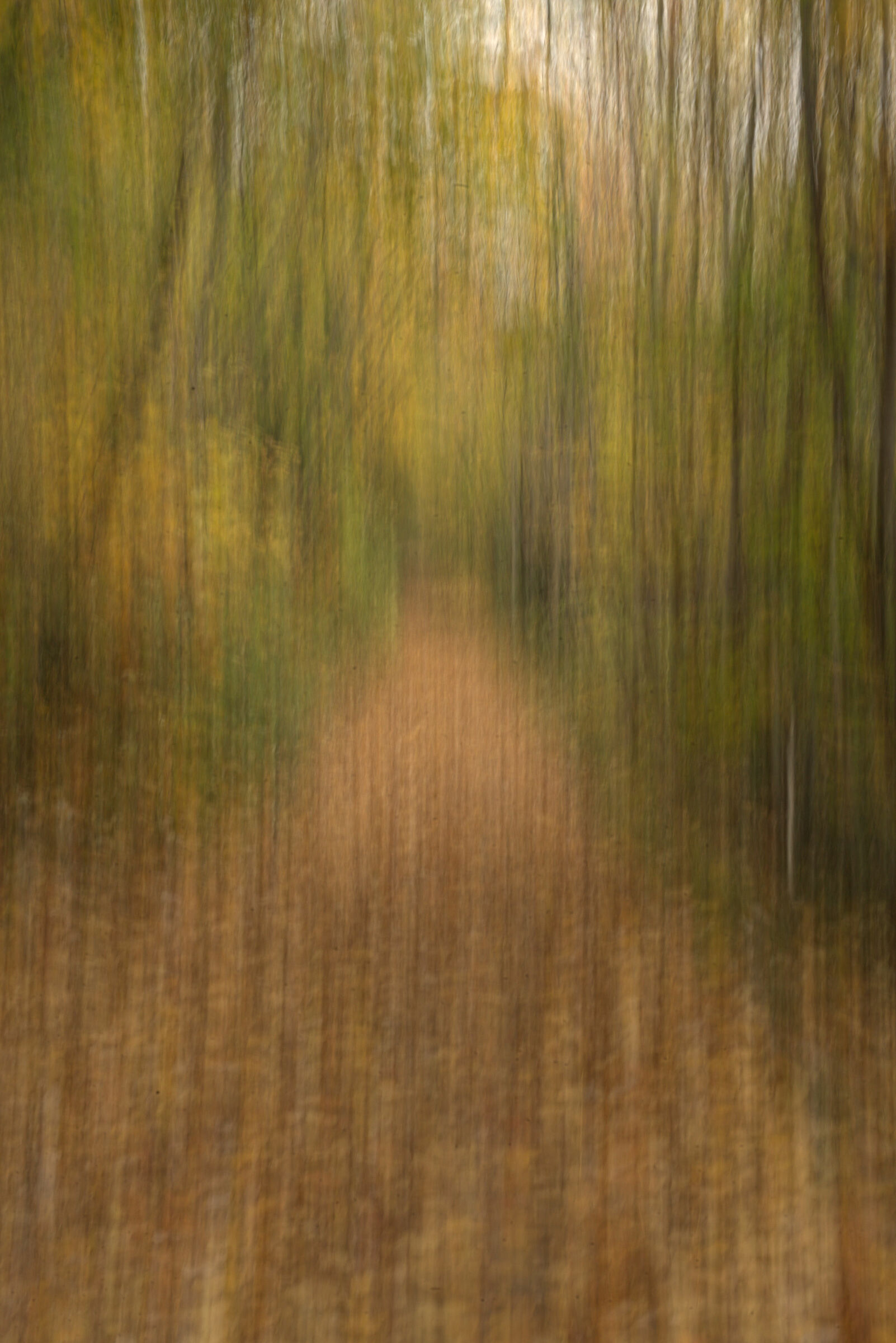 Autumn forest