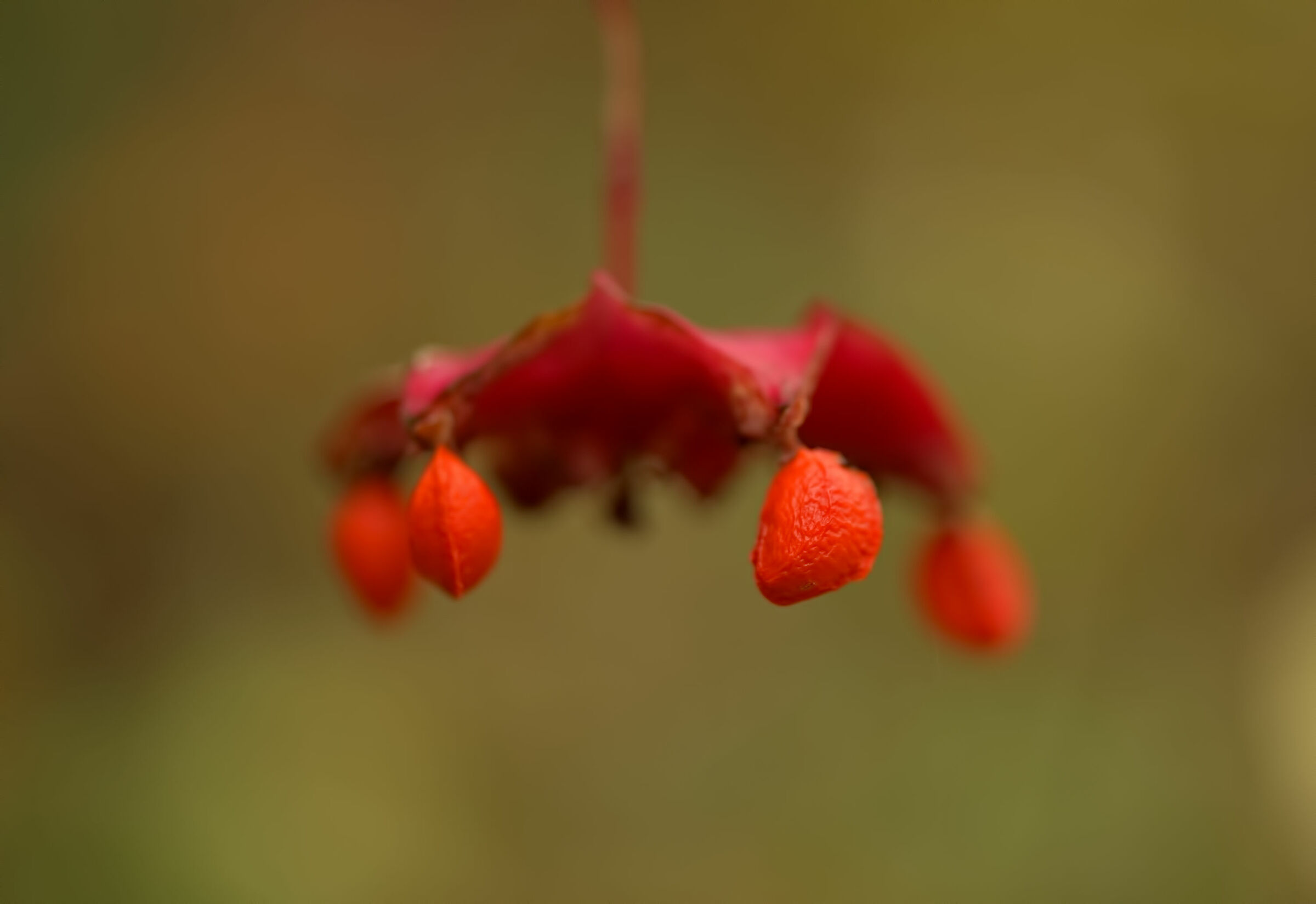 Autumn berries of wood