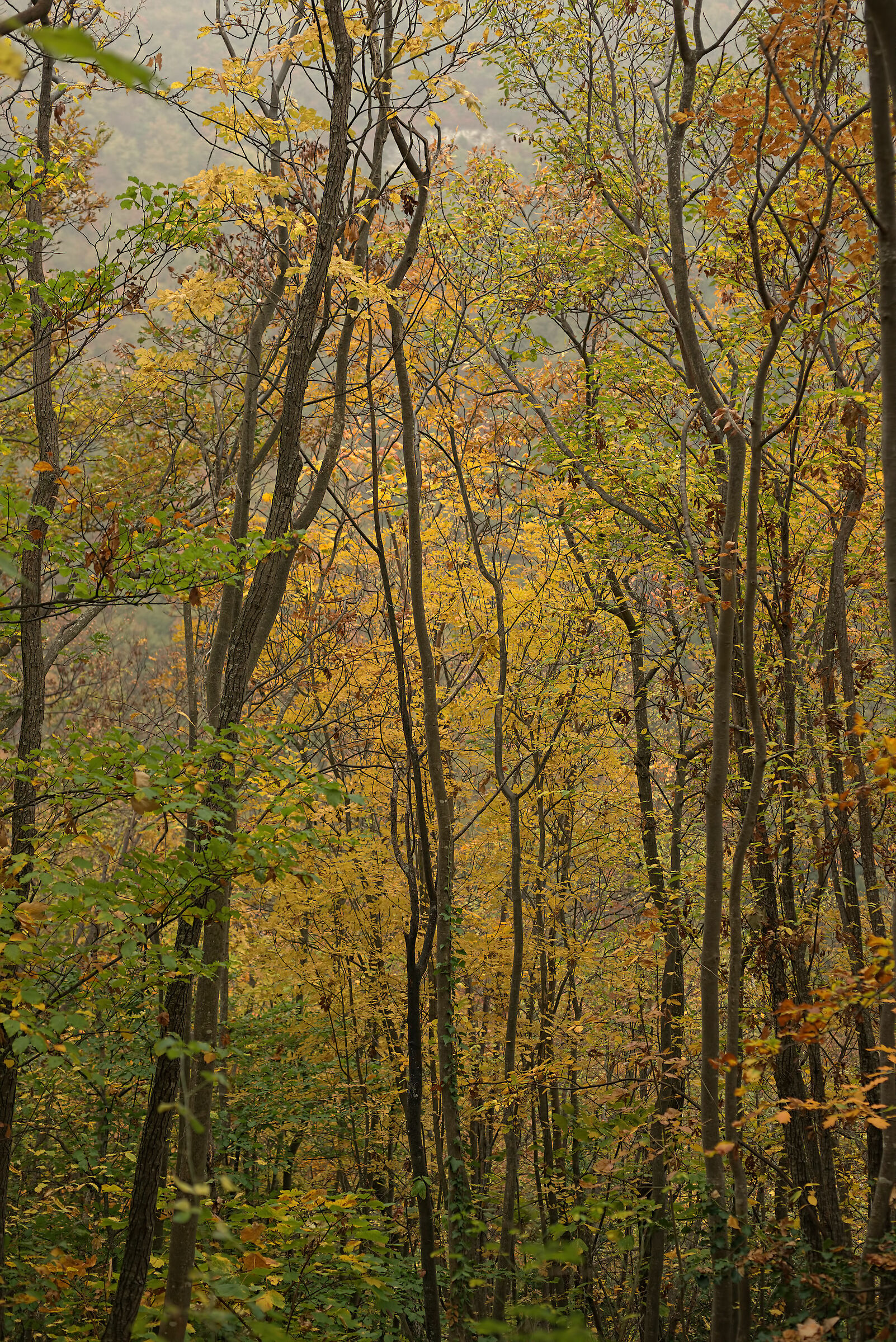 Autumn forest