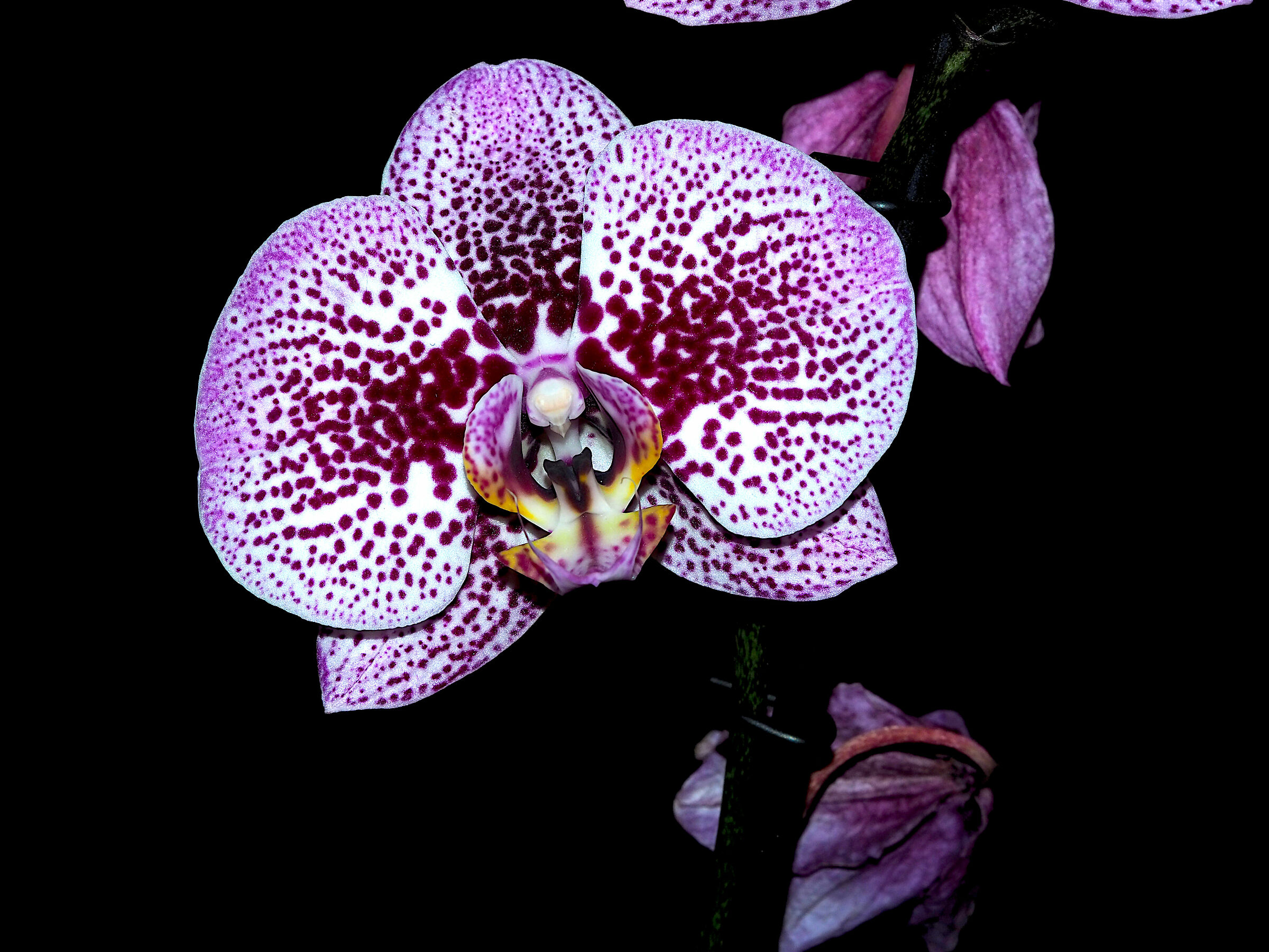 orchid in low key