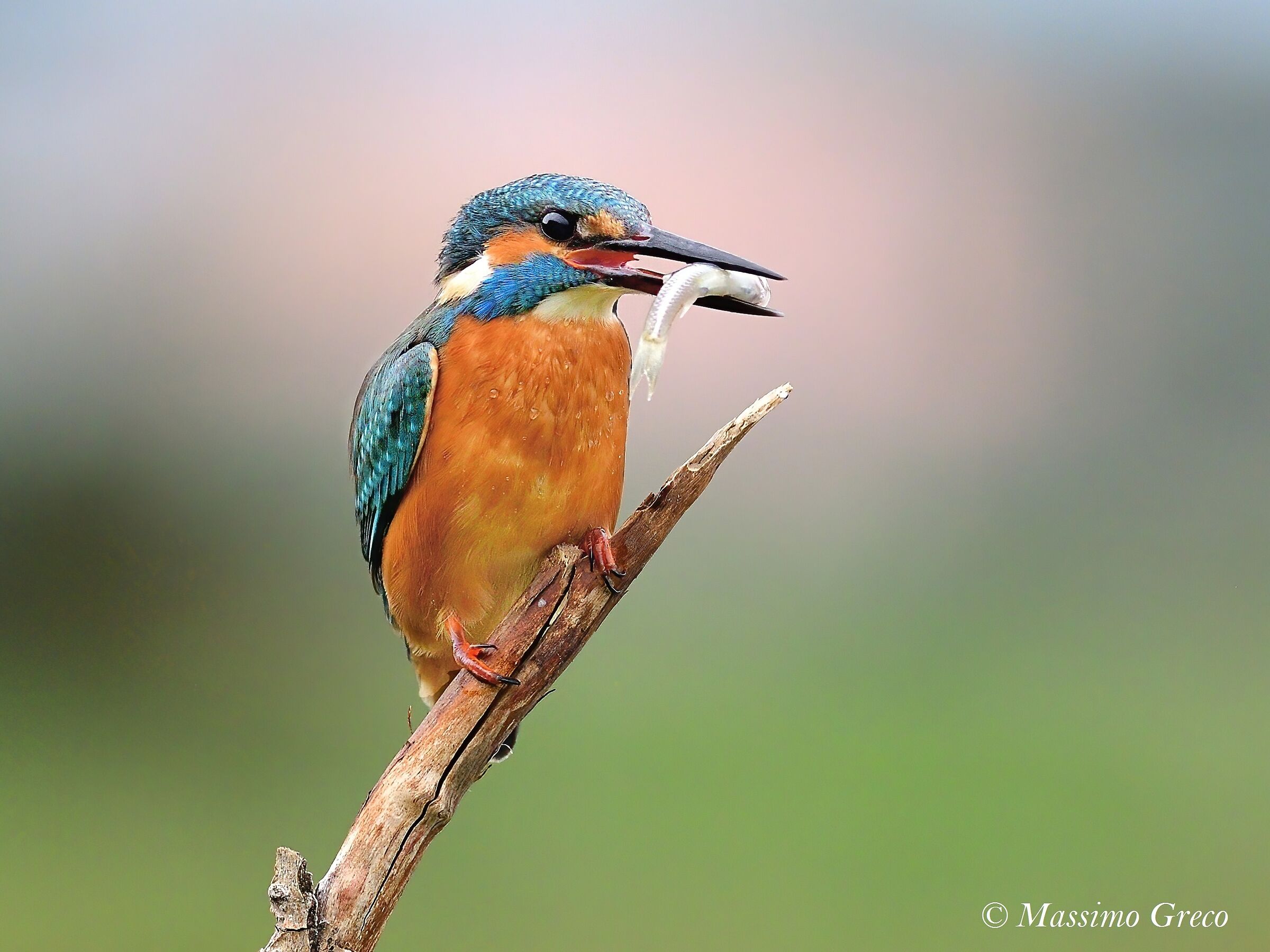 Kingfisher