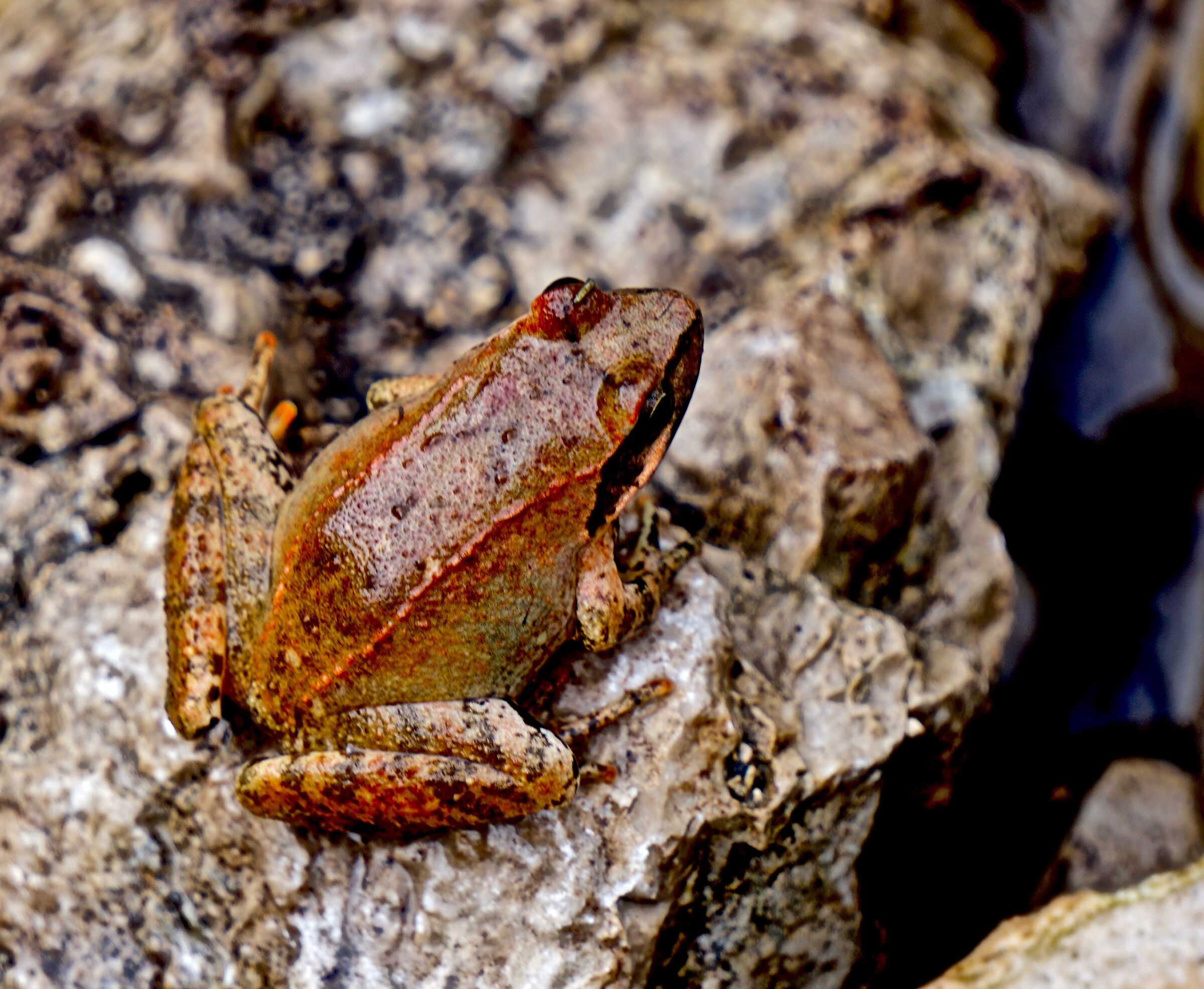 rana italica