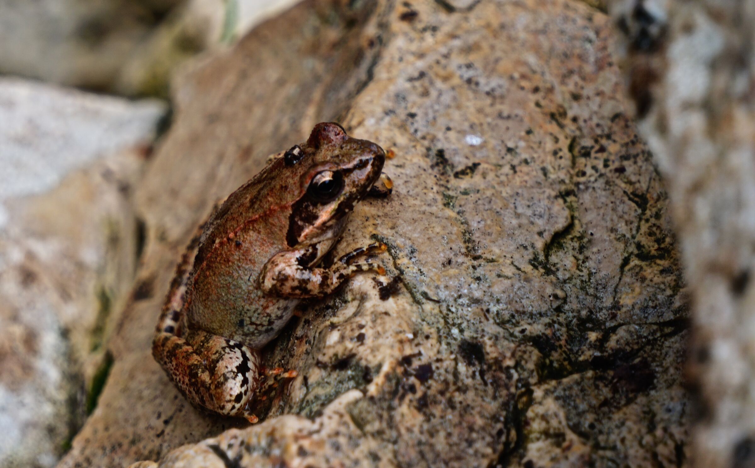 rana italica