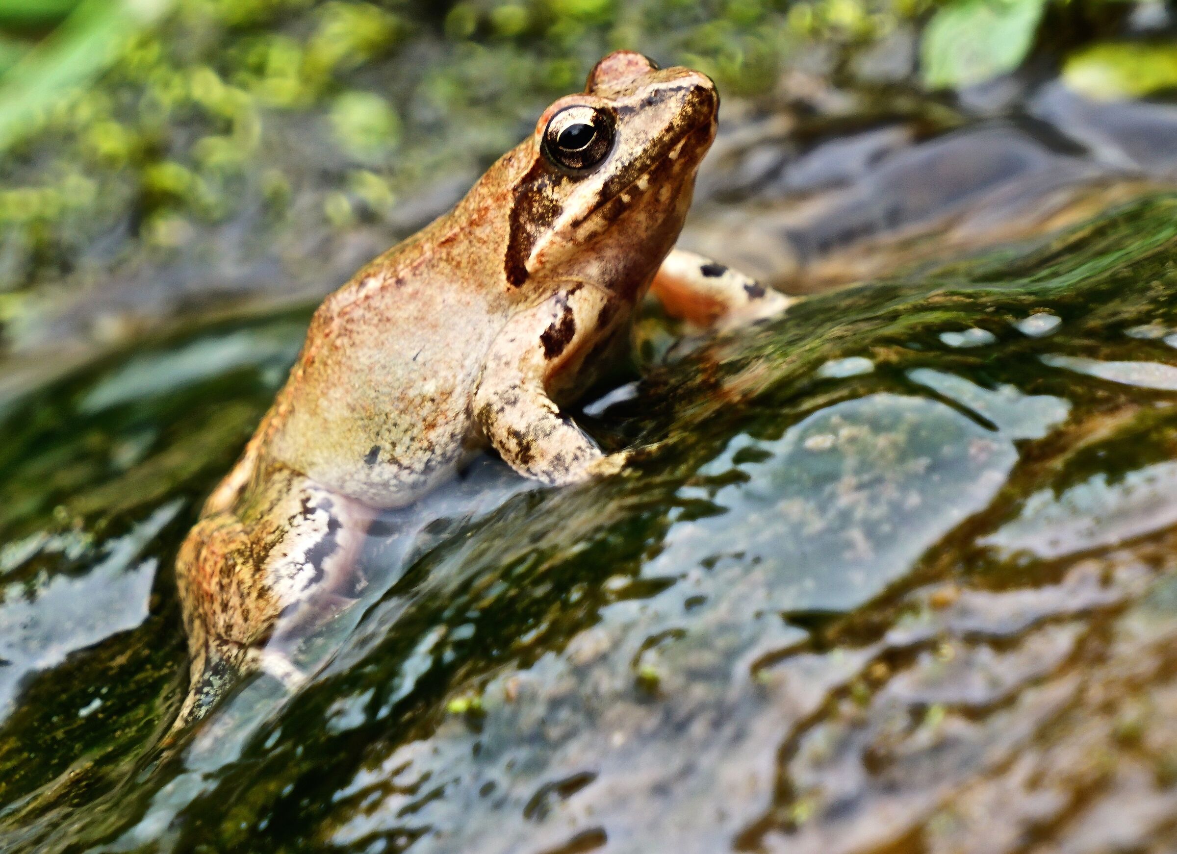 rana italica