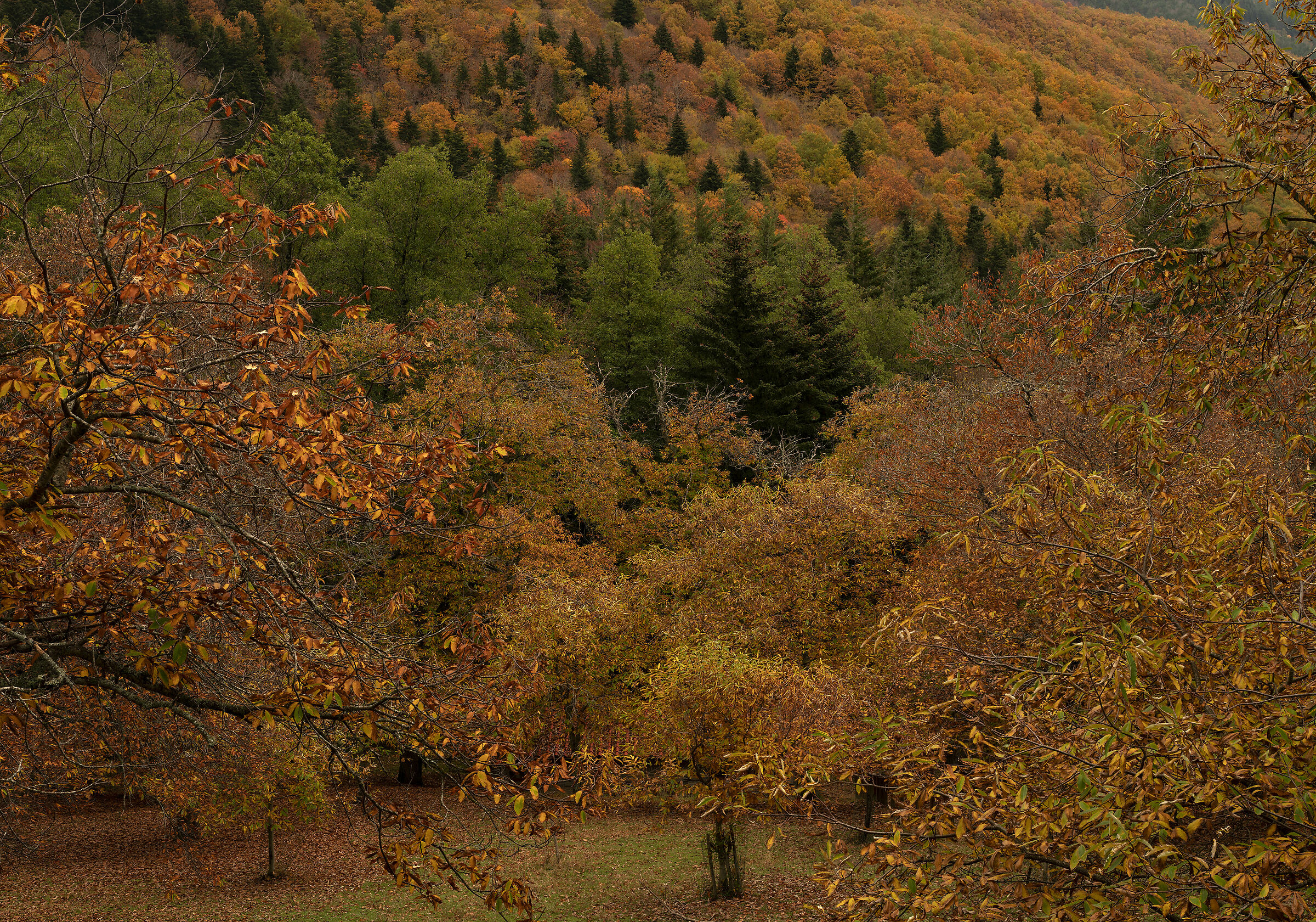 autumn, Casentino Forests