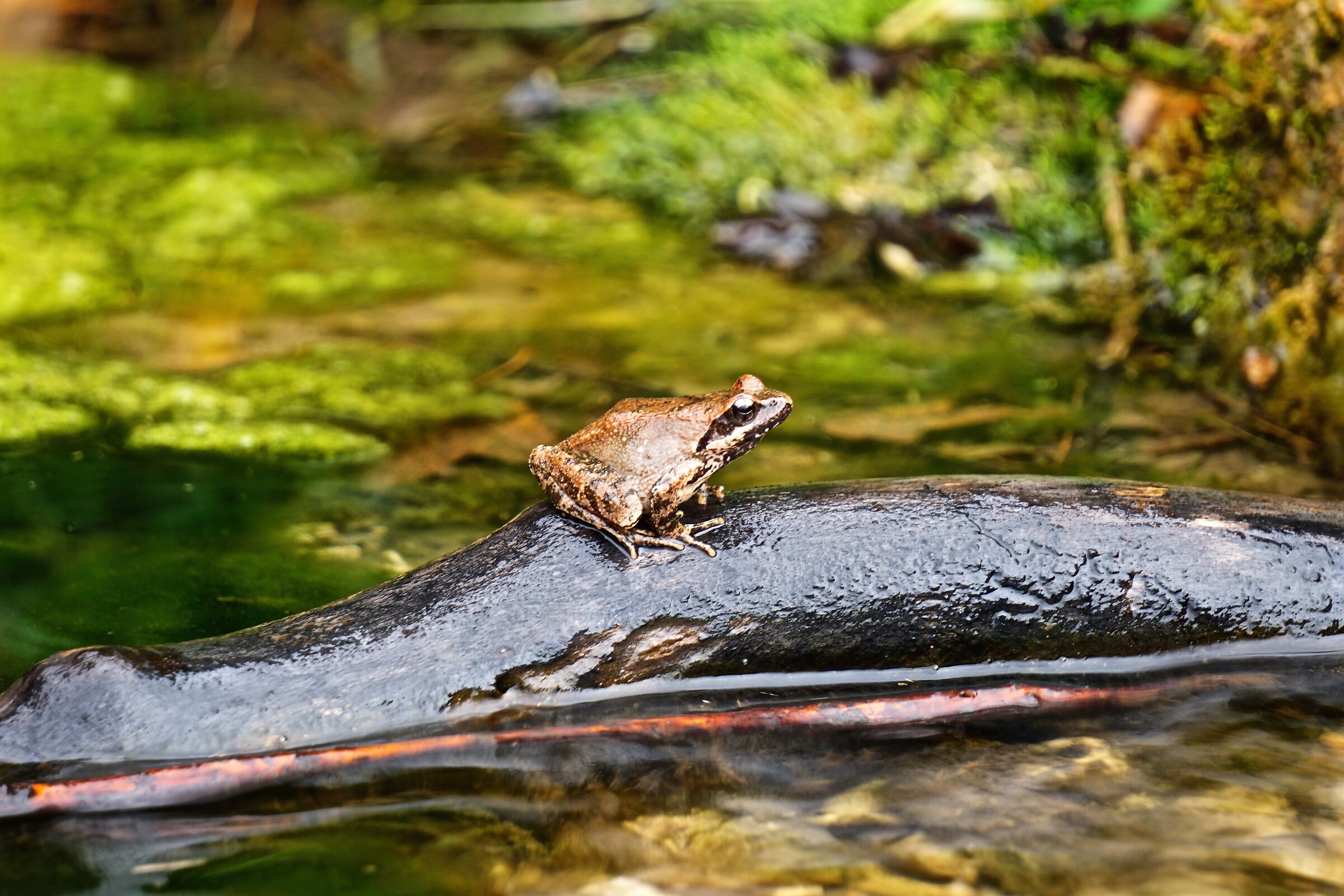 rana italica