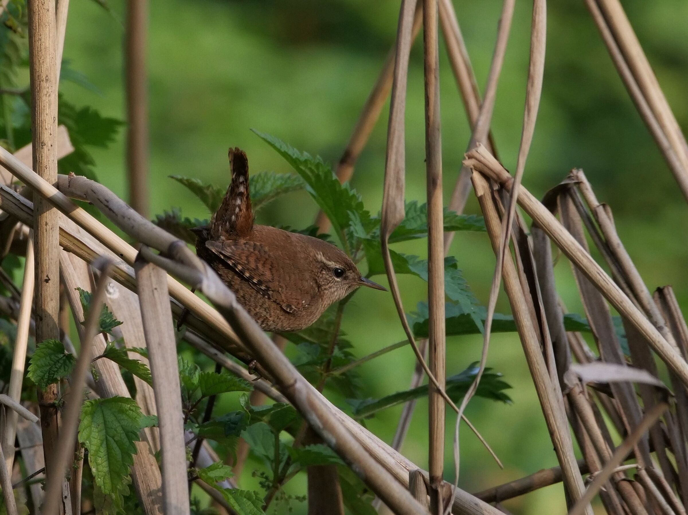 Scricciolo (Troglodytes troglodytes)