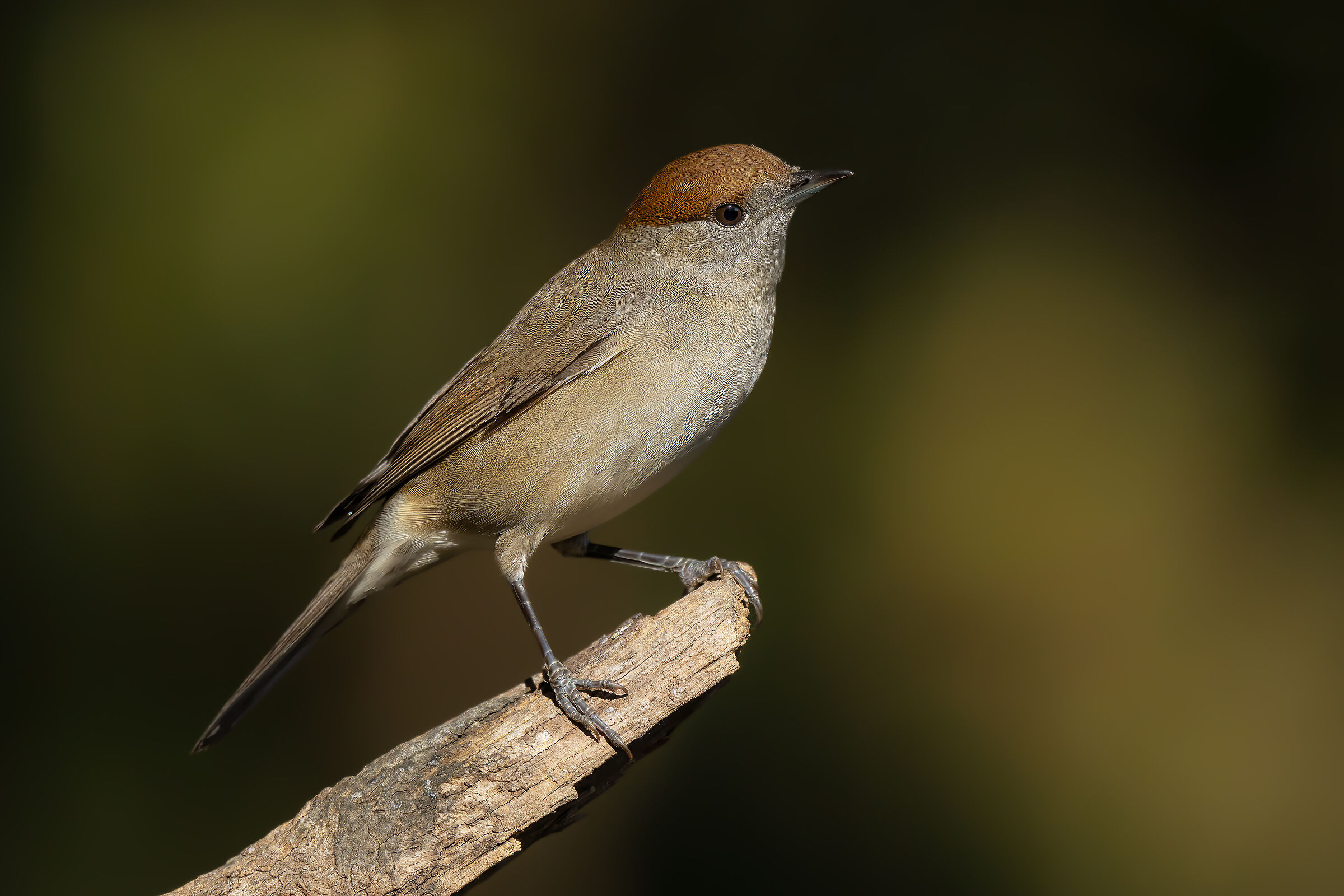 Blackcap