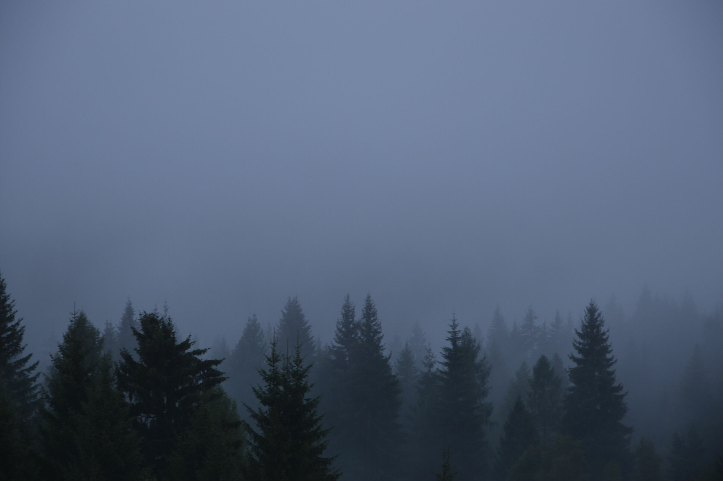 Il risveglio del bosco