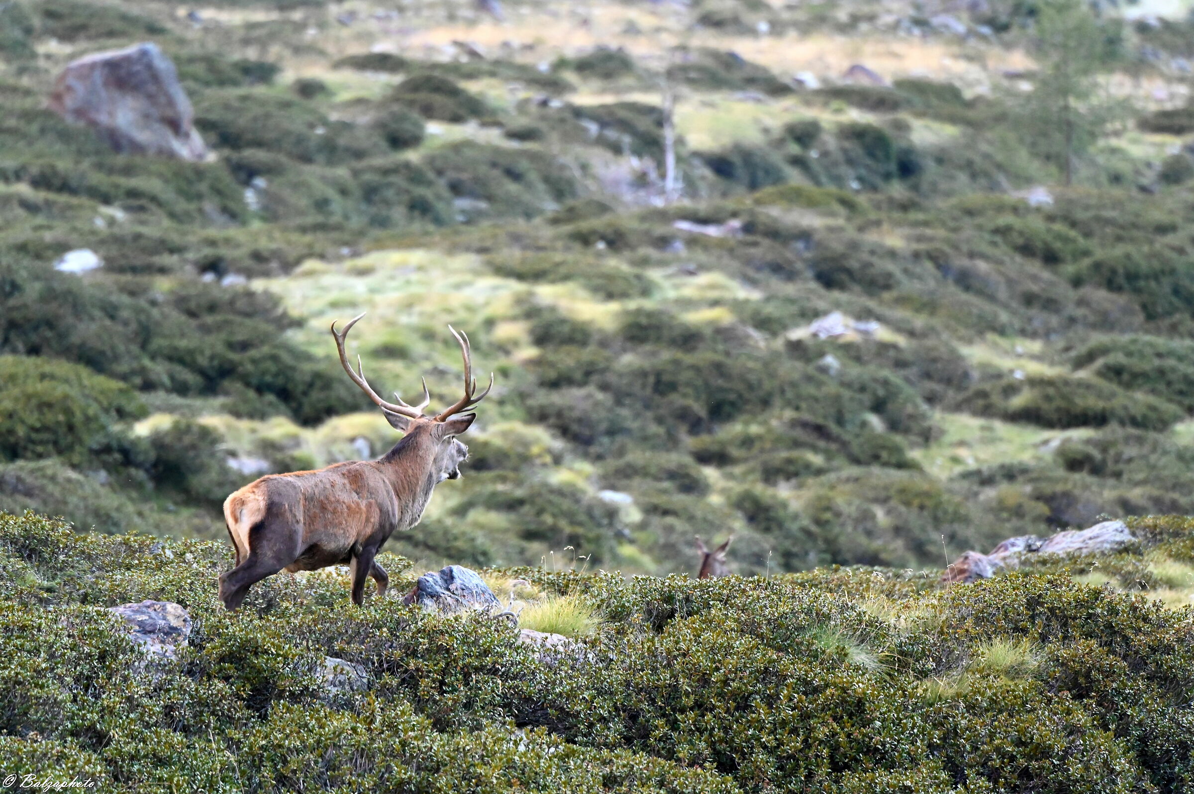 Male deer tries to get noticed