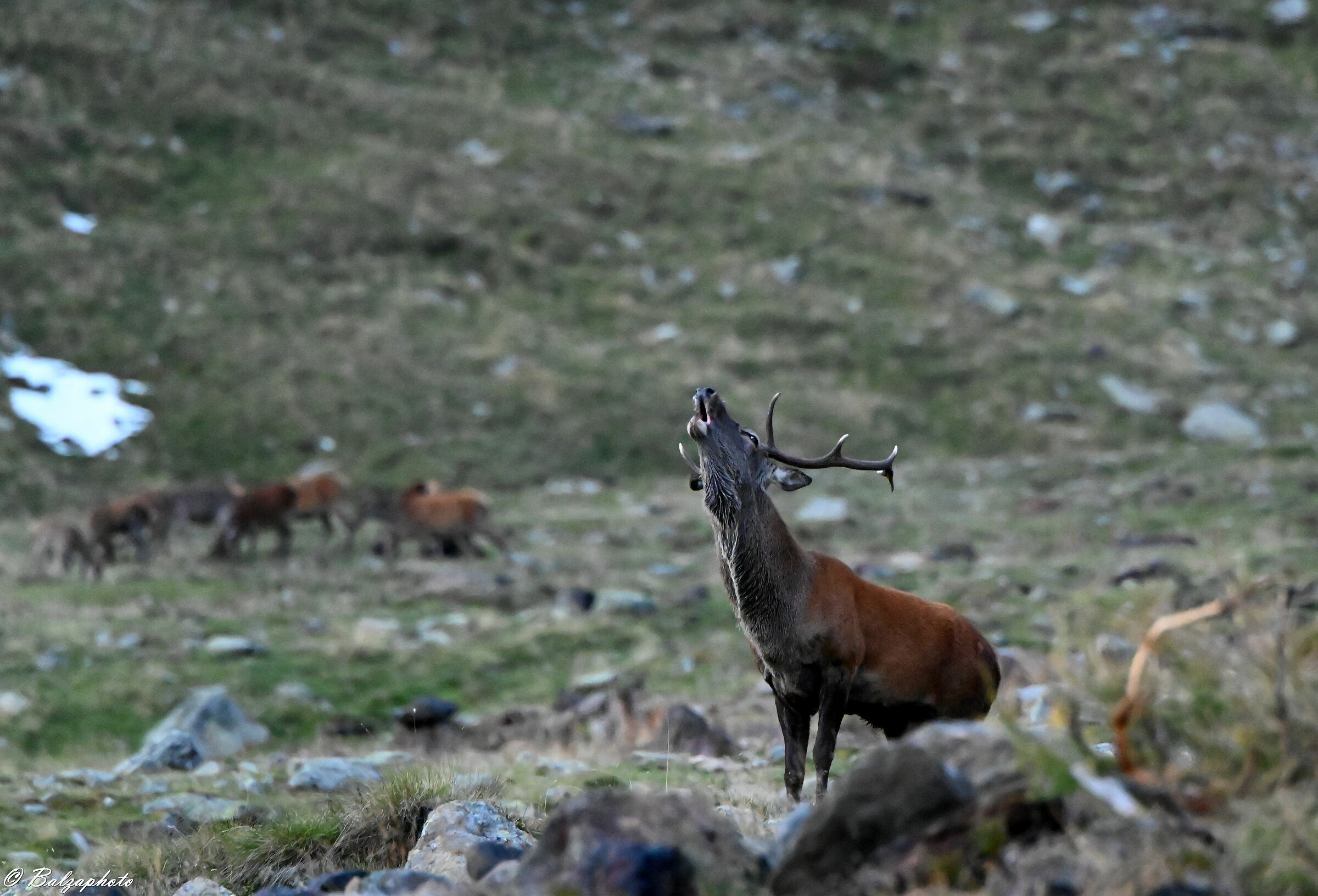 Cervo maschio che controlla il suo harem