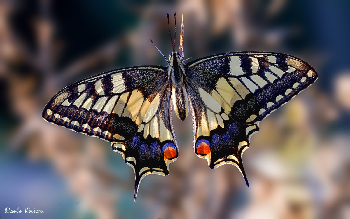 The morning of Macaona