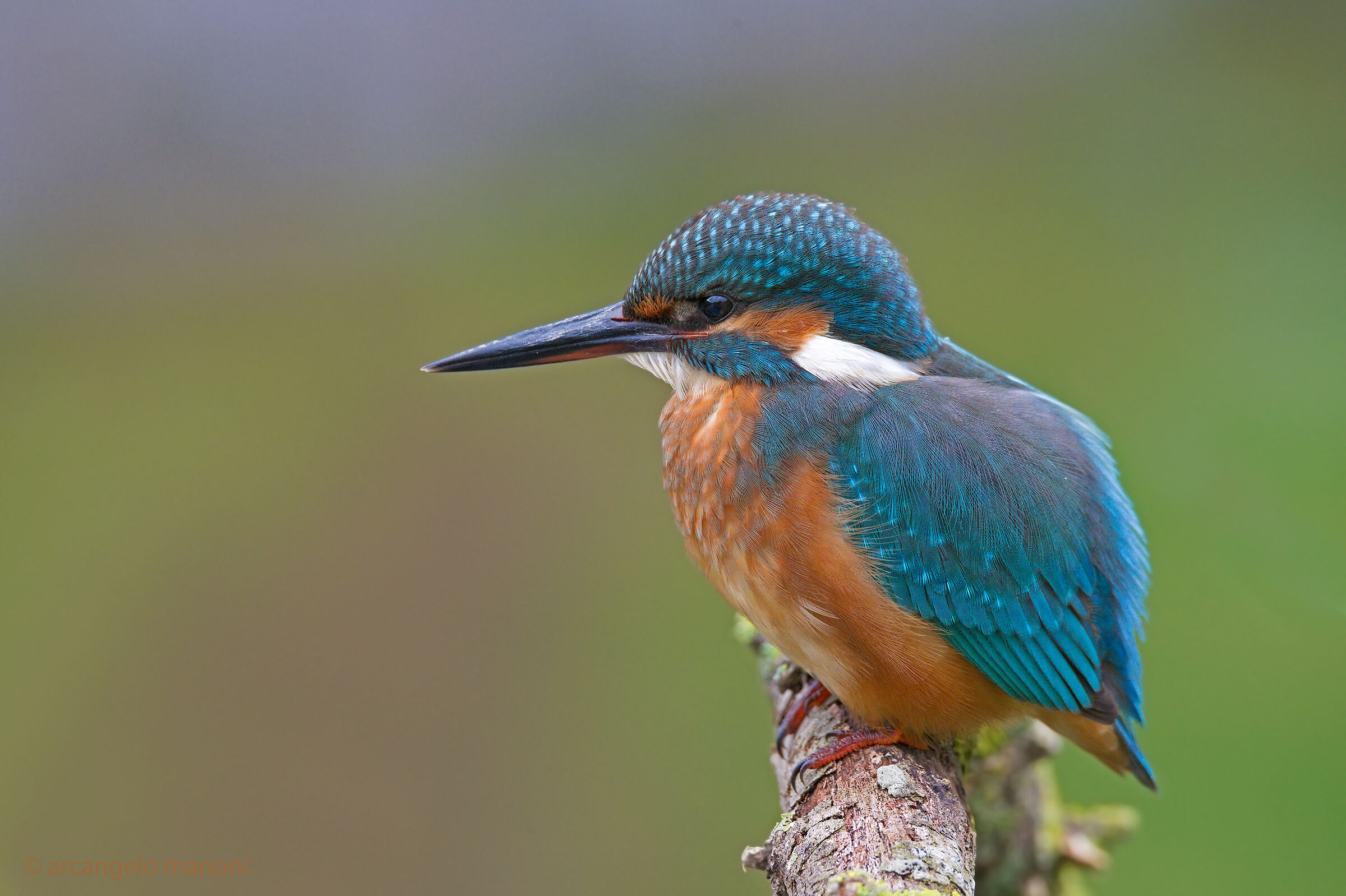 Alcedo