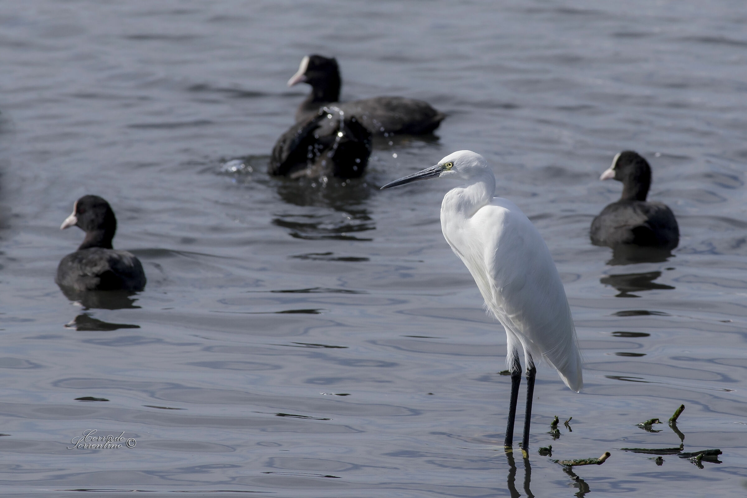 Egret and coot