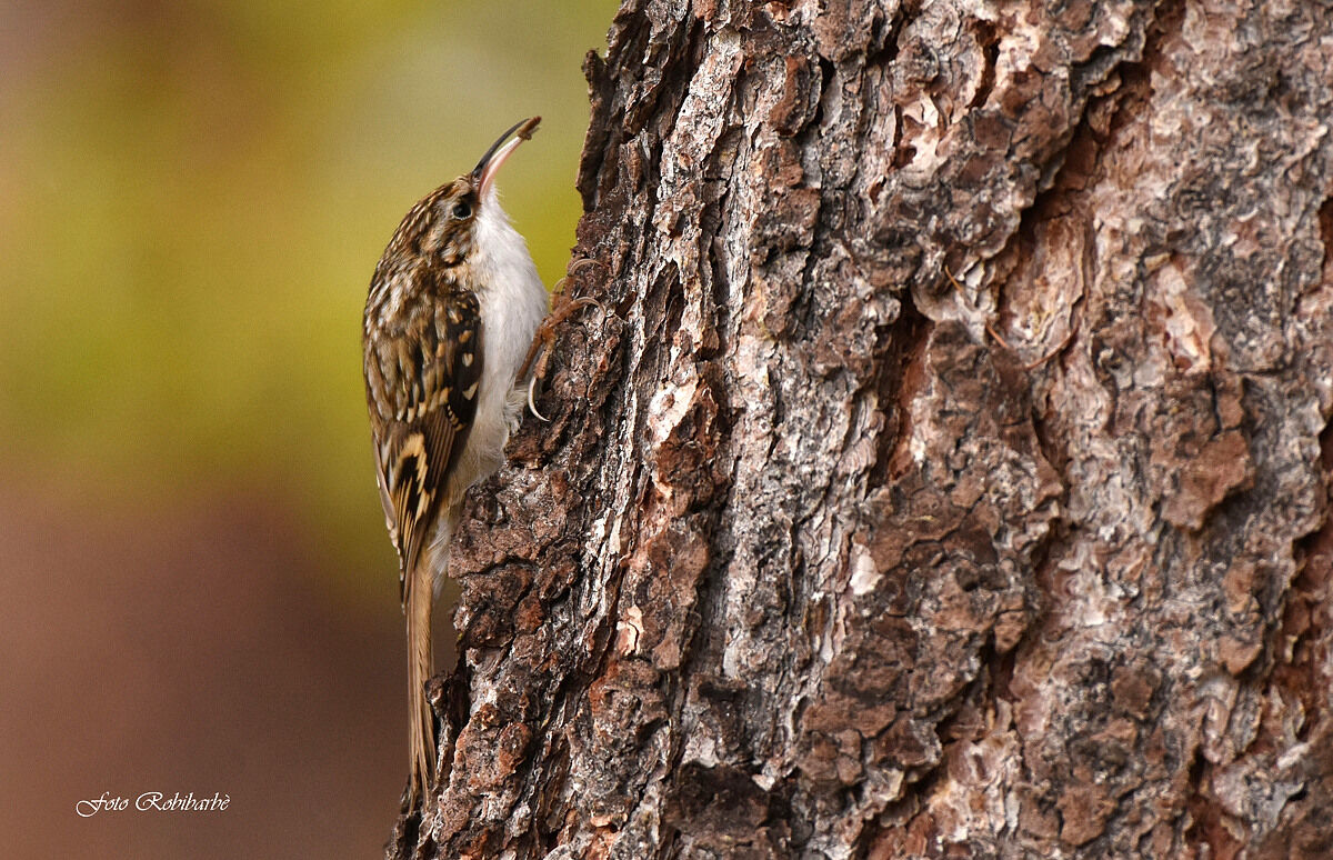 Rampichino alpestre...