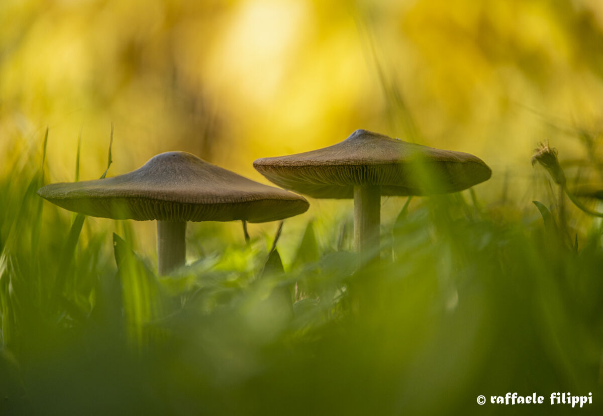 Inhabitants of the vineyard