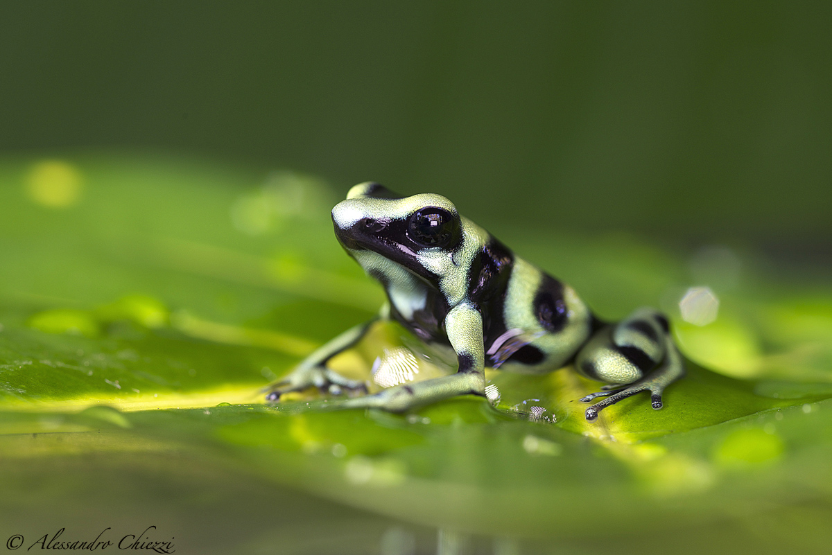 Dendrobates auratus