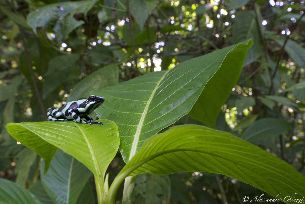 Dendrobates auratus