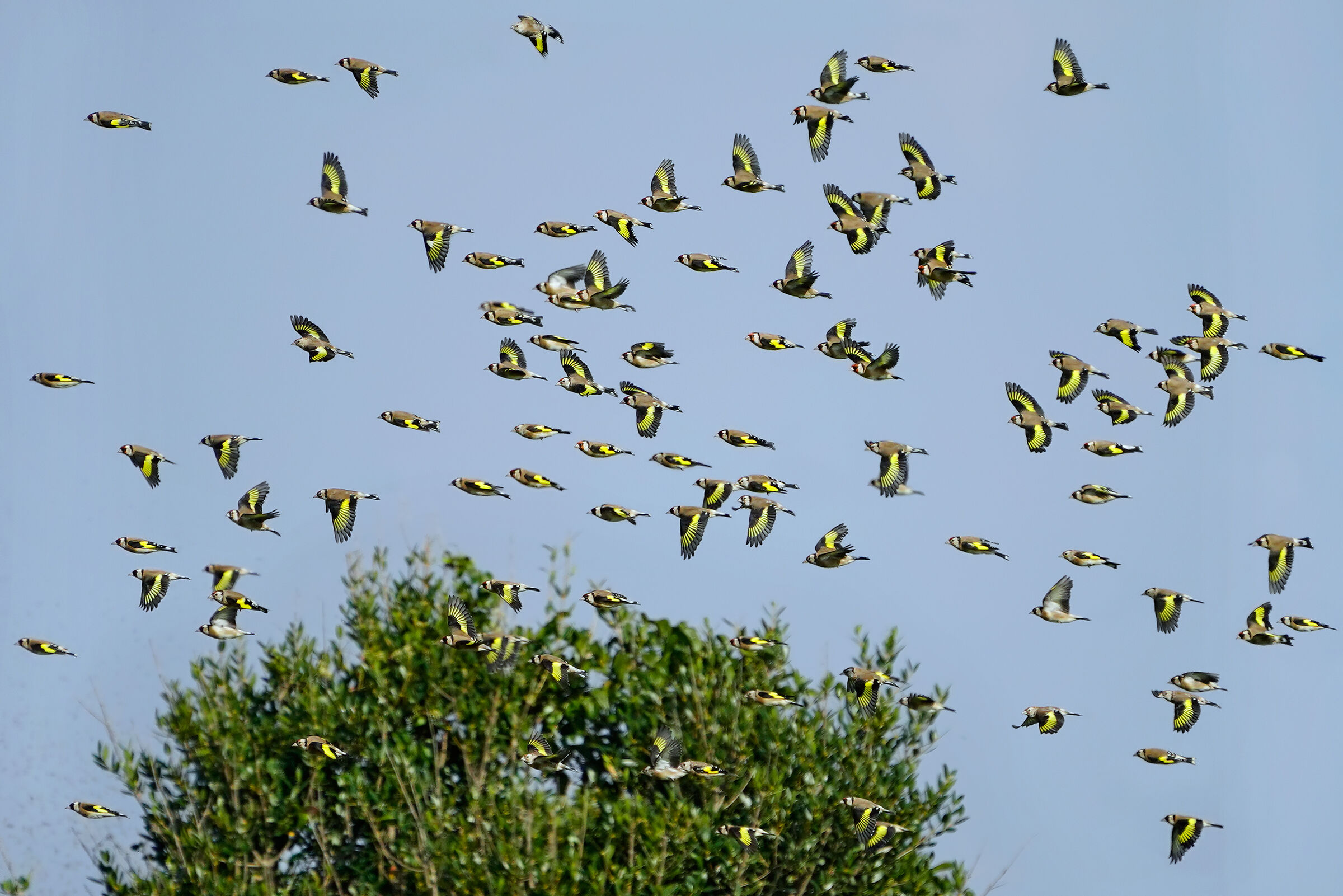 Goldfinches in autumn migration