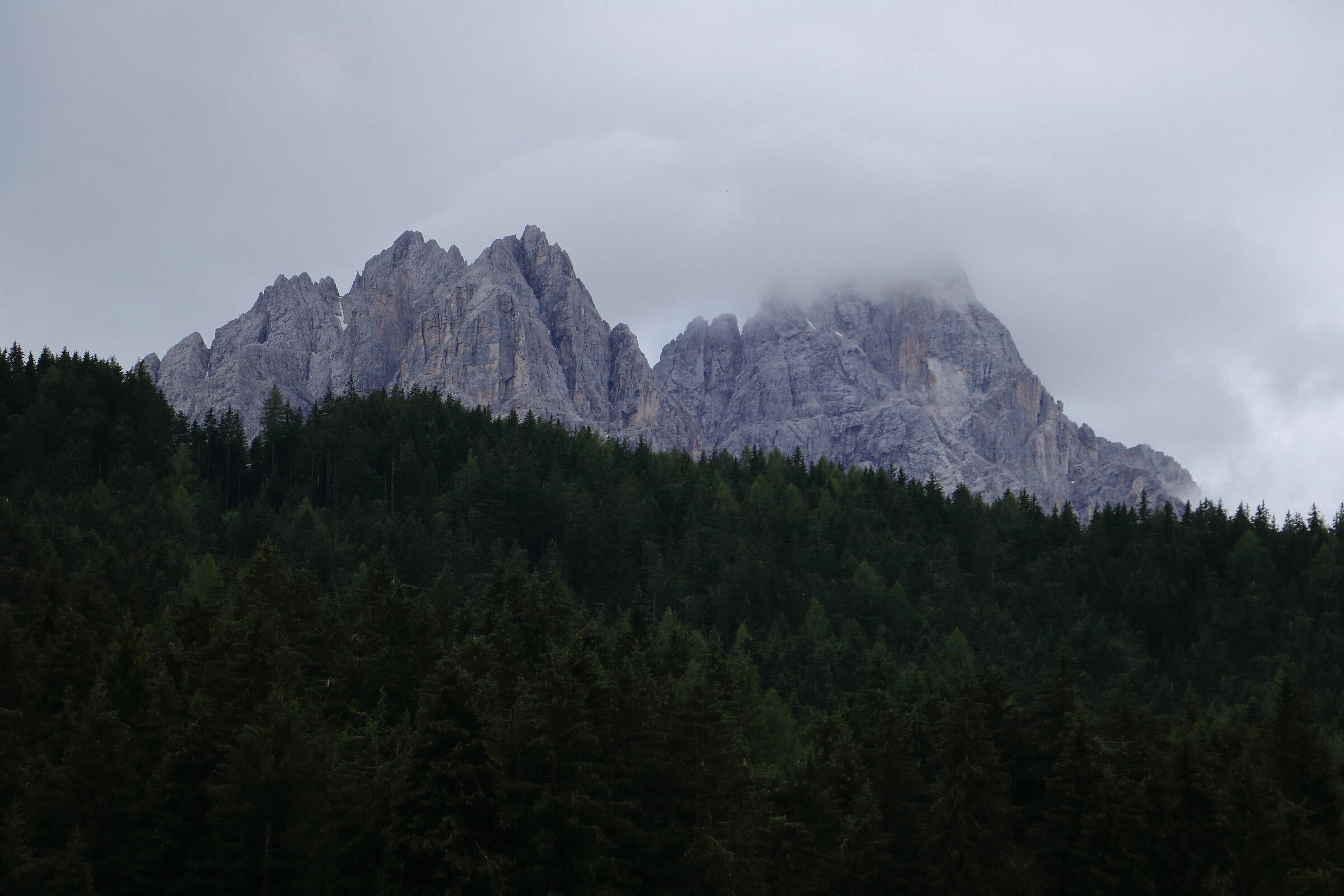 Monte Baranci, tra nubi e bosco di conifere