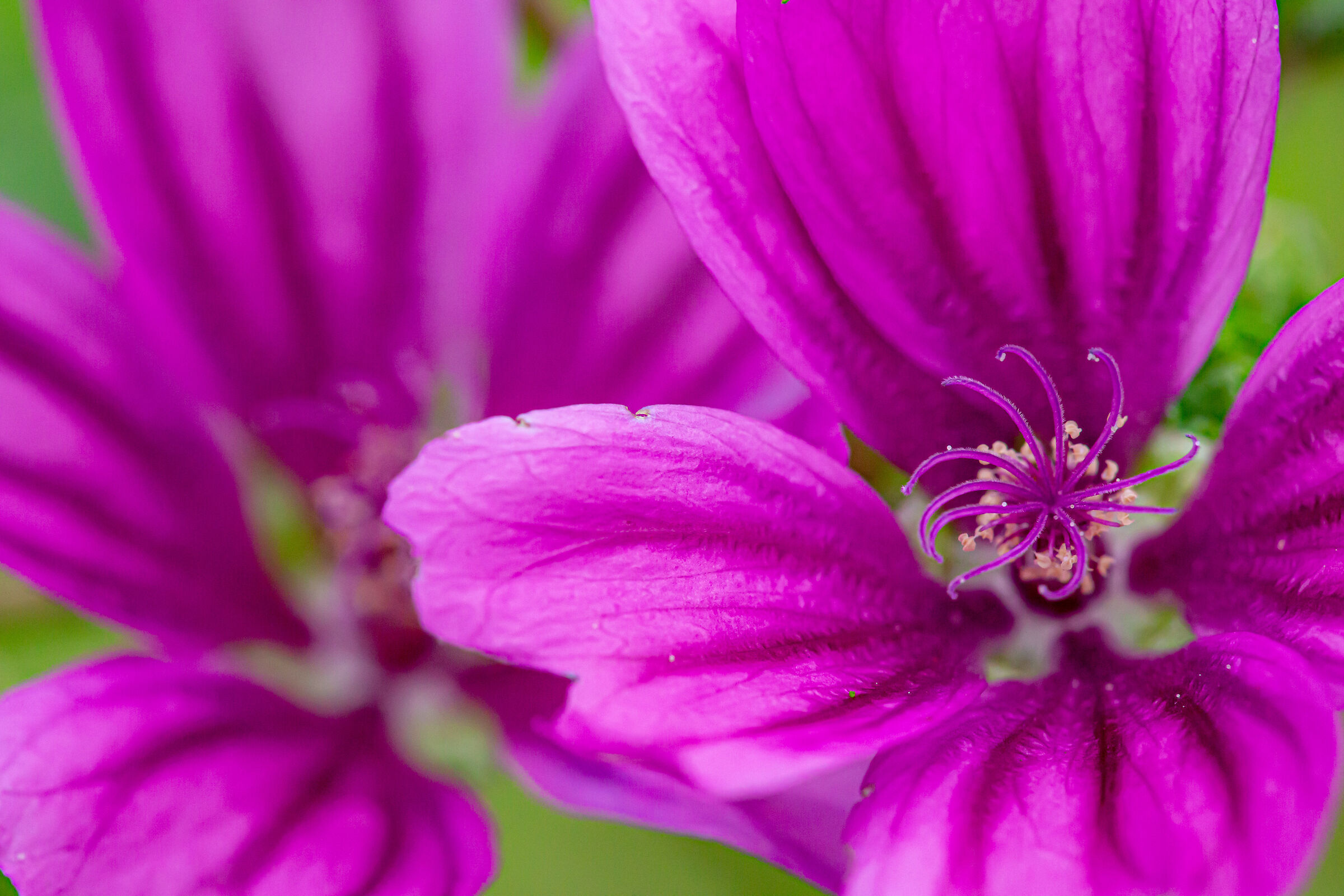 Flower in the vineyard