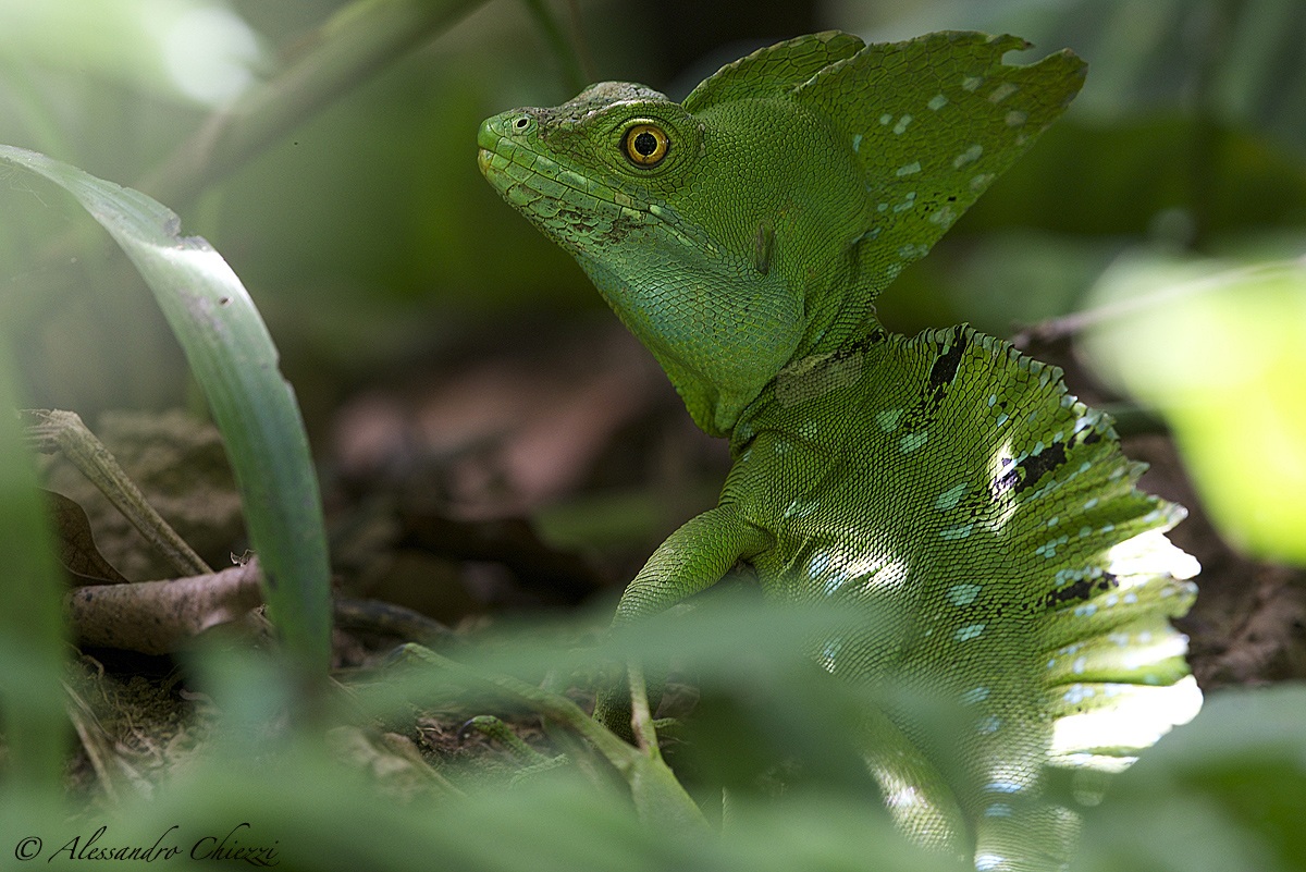 Basiliscus plumifrons