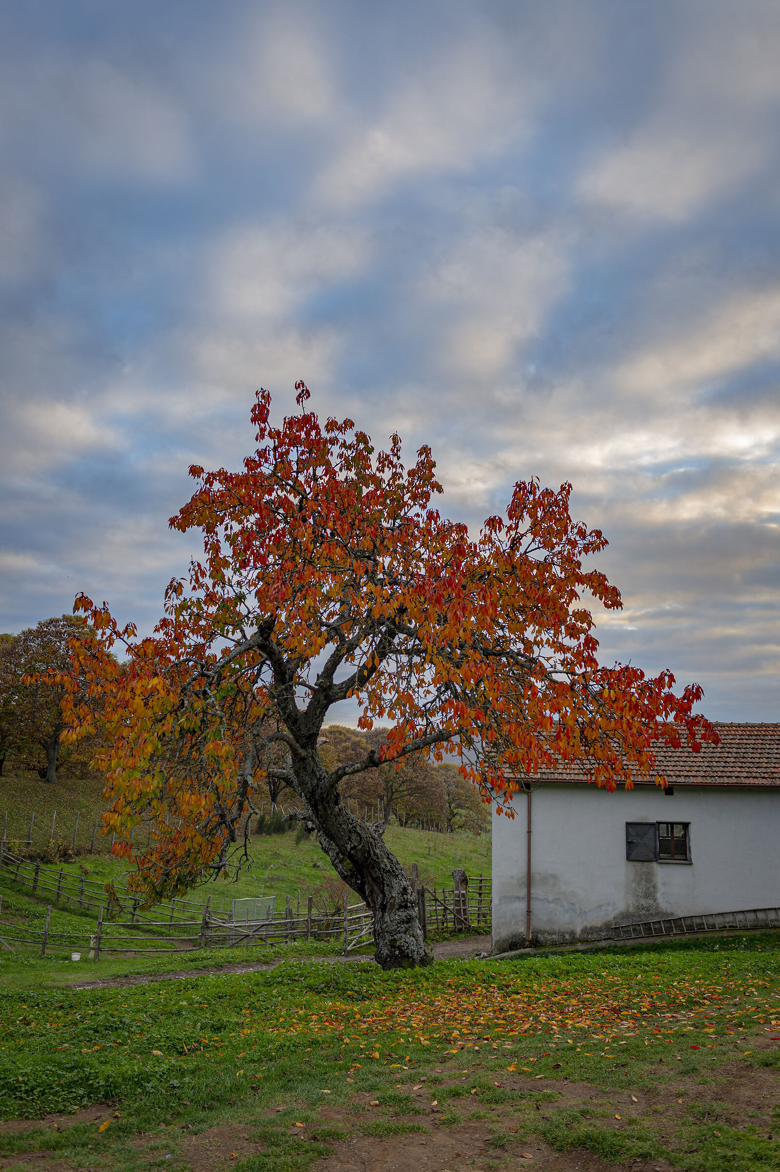 the cherry blossom of lorenzo