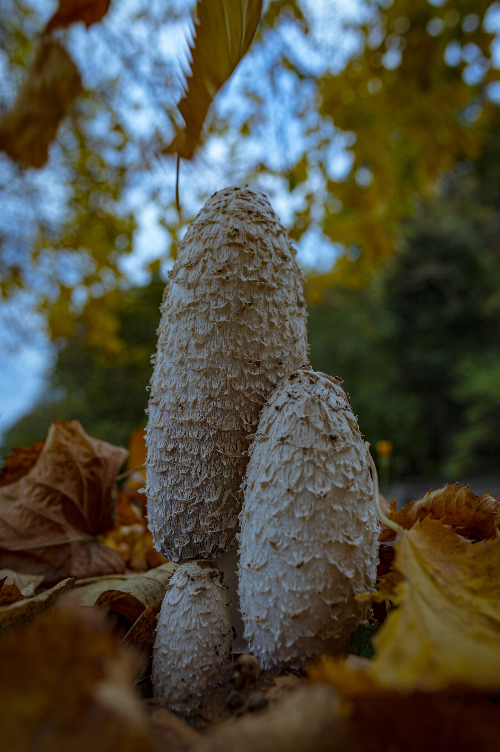 autunno foglie e funghi