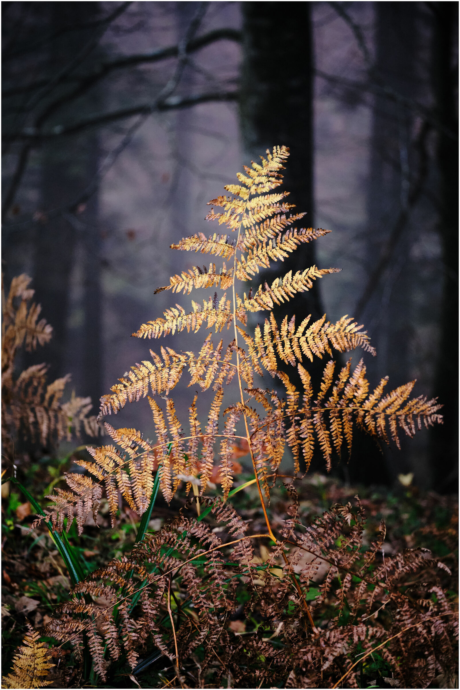 Among trees, plants and paths