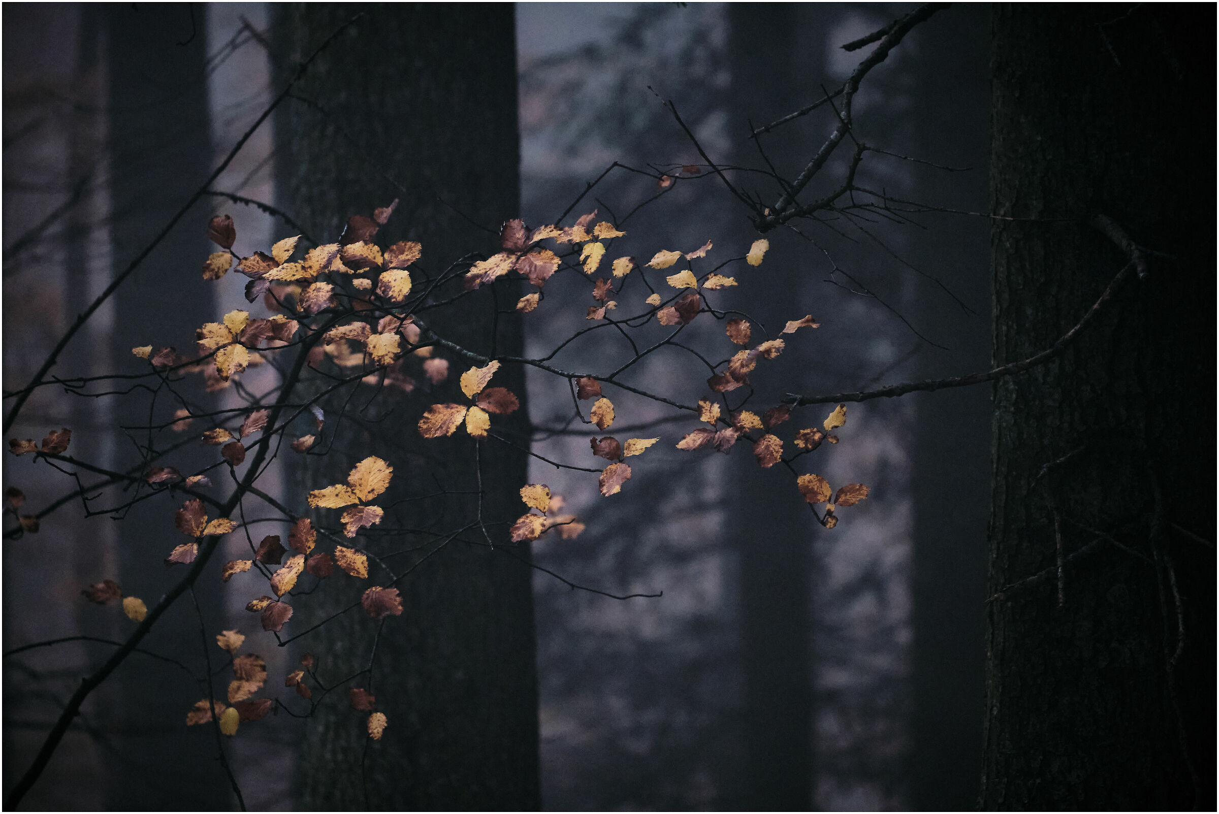 Looking between the branches