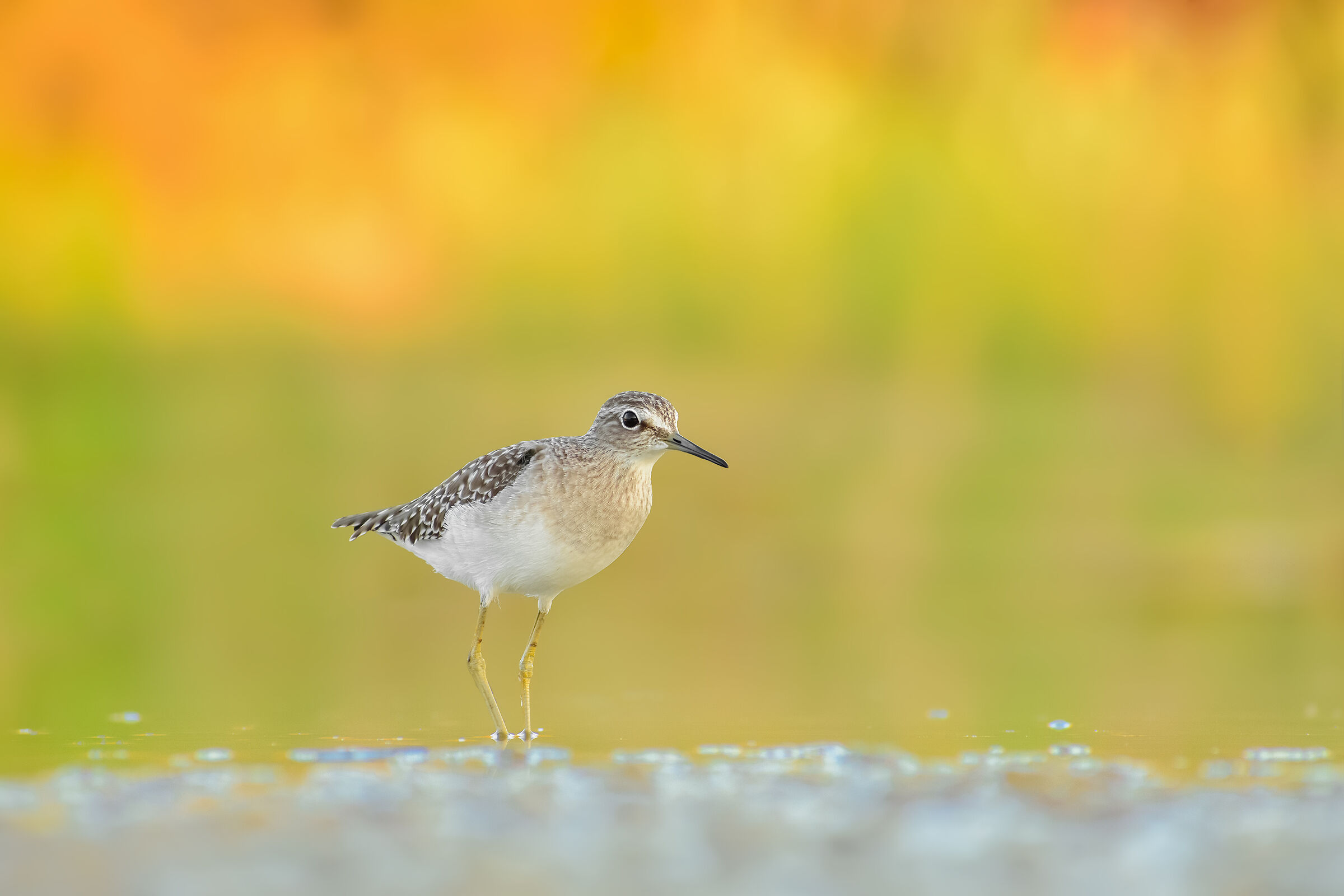 Piro piro boschereccio