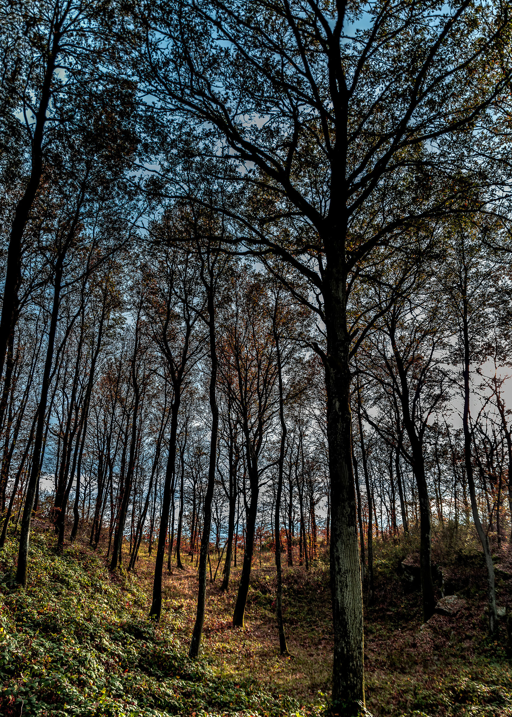 bosco monte arale piegaro (pg)