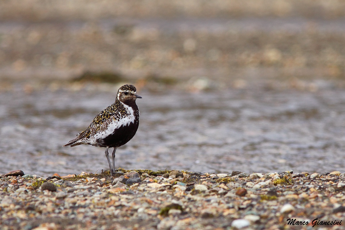 Piviere dorato Islanda