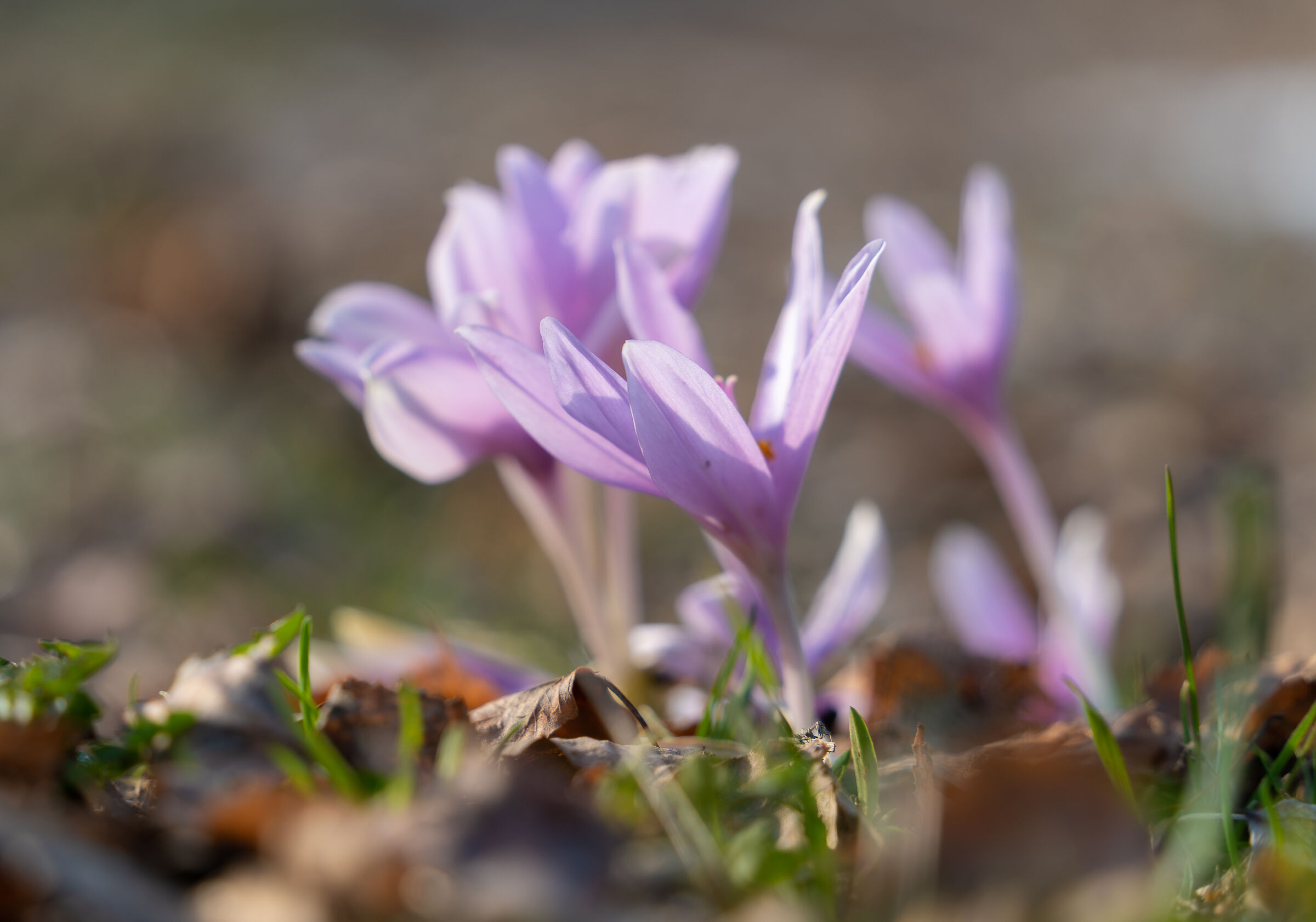 Crocus