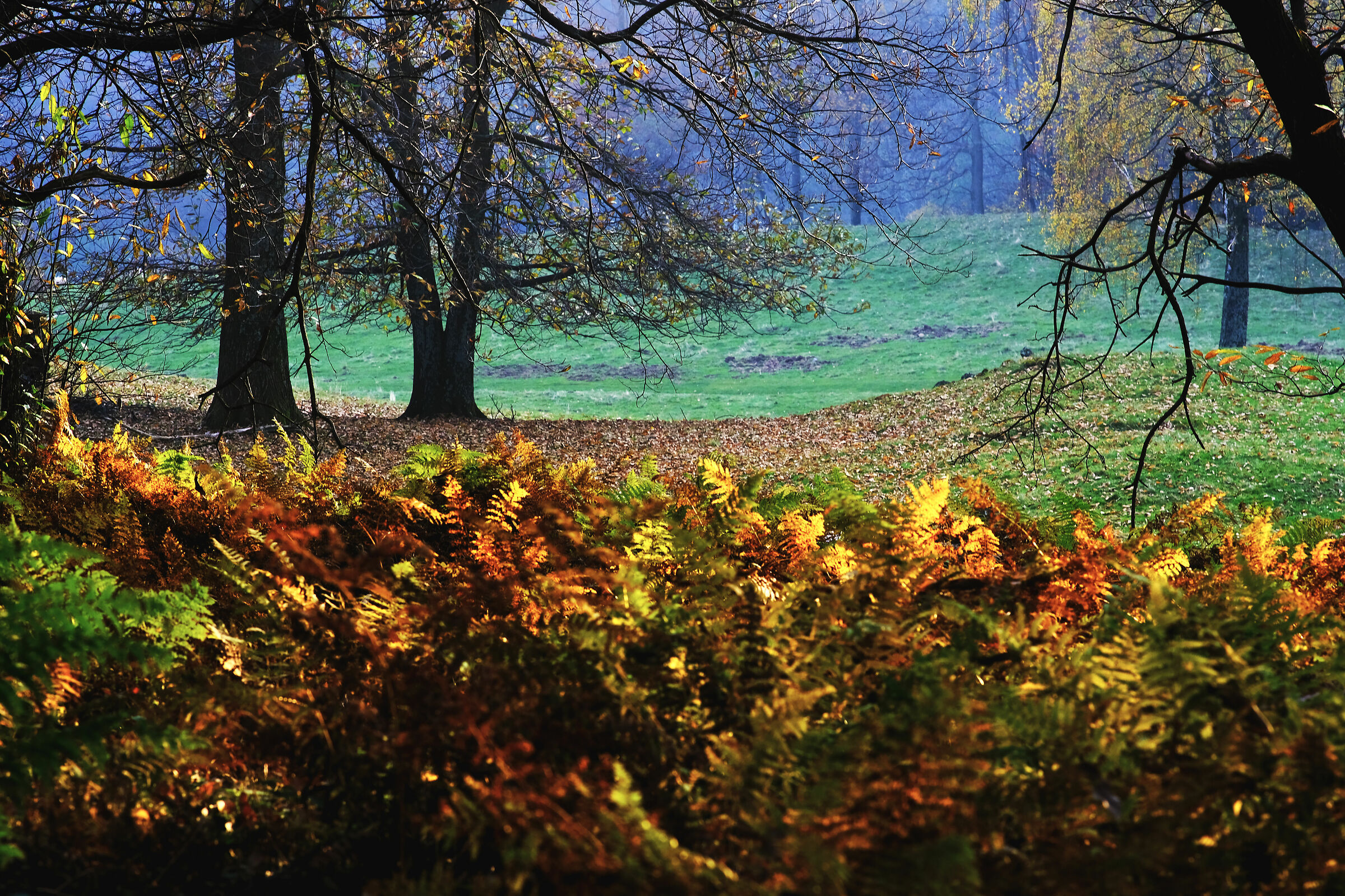 Radura all'improvviso