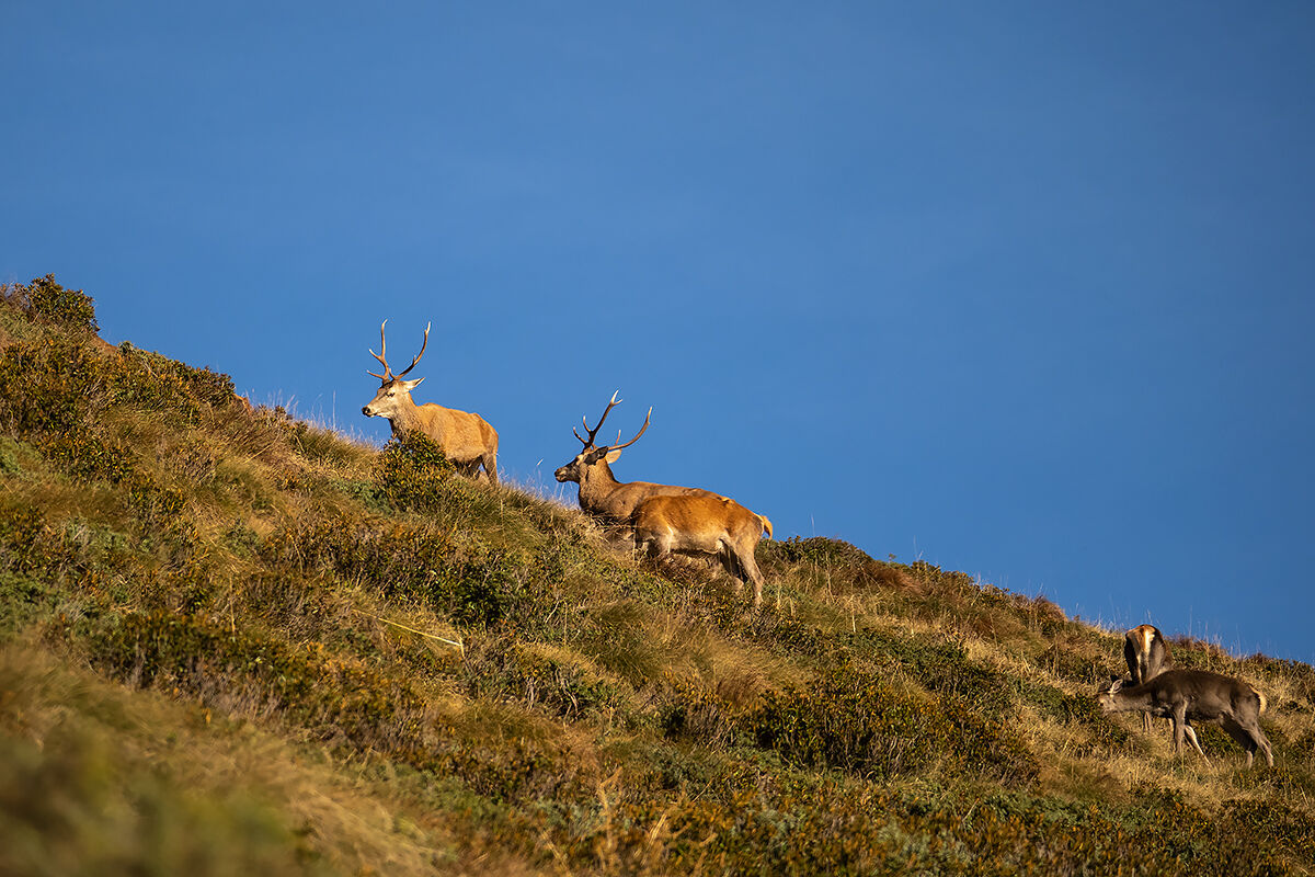 Vicinanza pericolosa